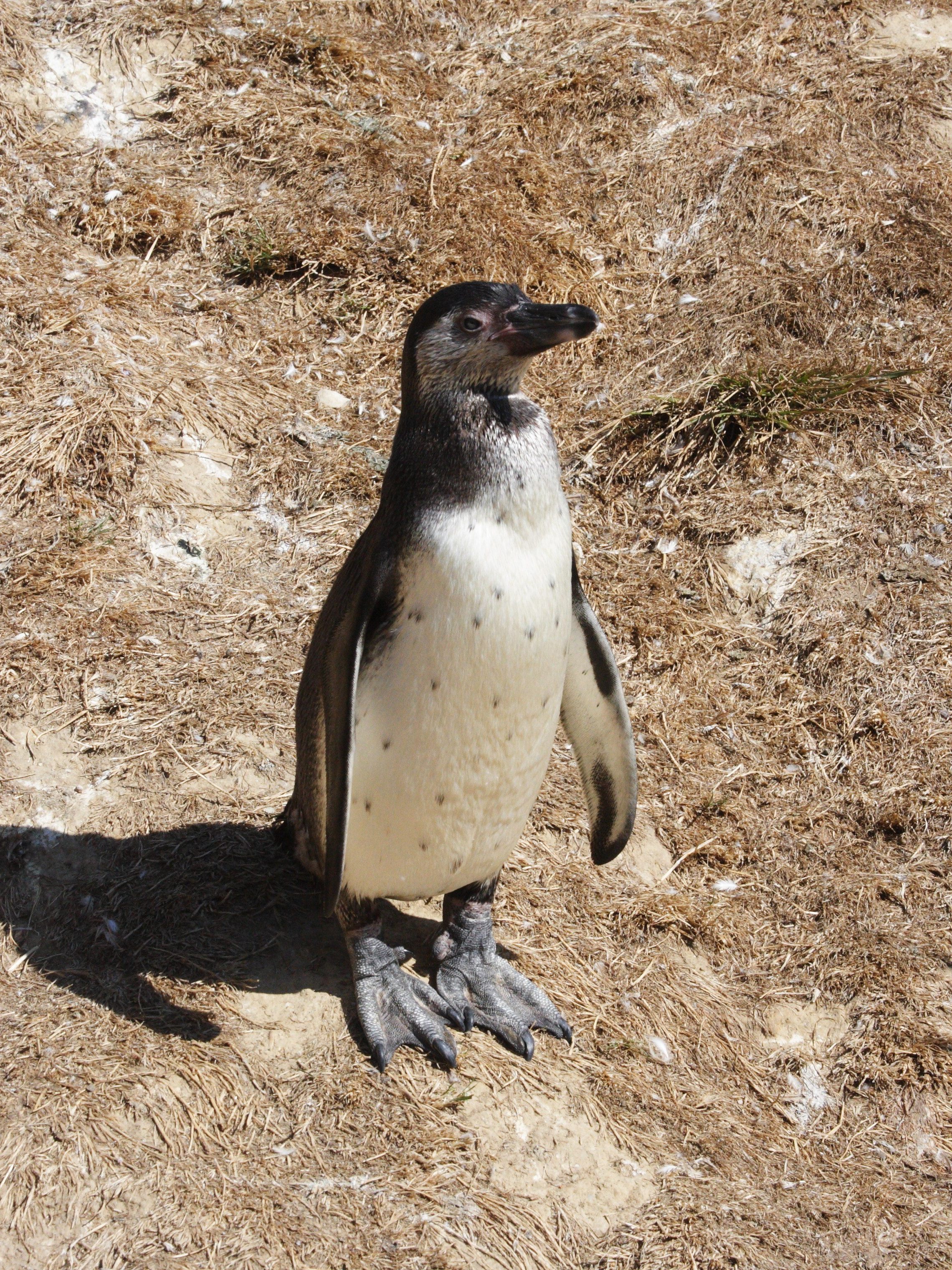 Afficher le média manchot_de_humboldt_-_spheniscus_humboldti5md manchot_de_humboldt_-_spheniscus_humboldti5md