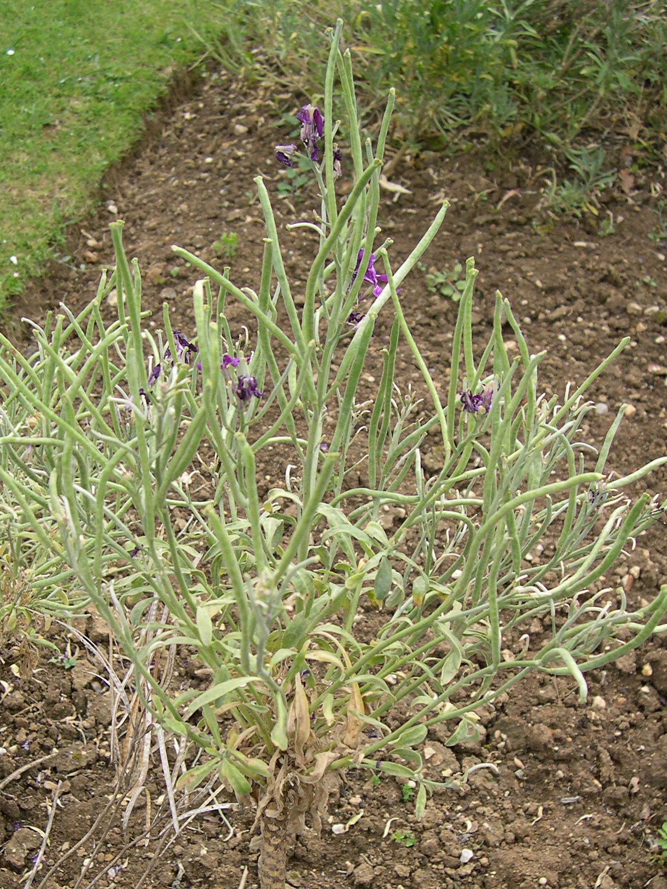 Afficher le média matthiola_incana2md matthiola_incana2md