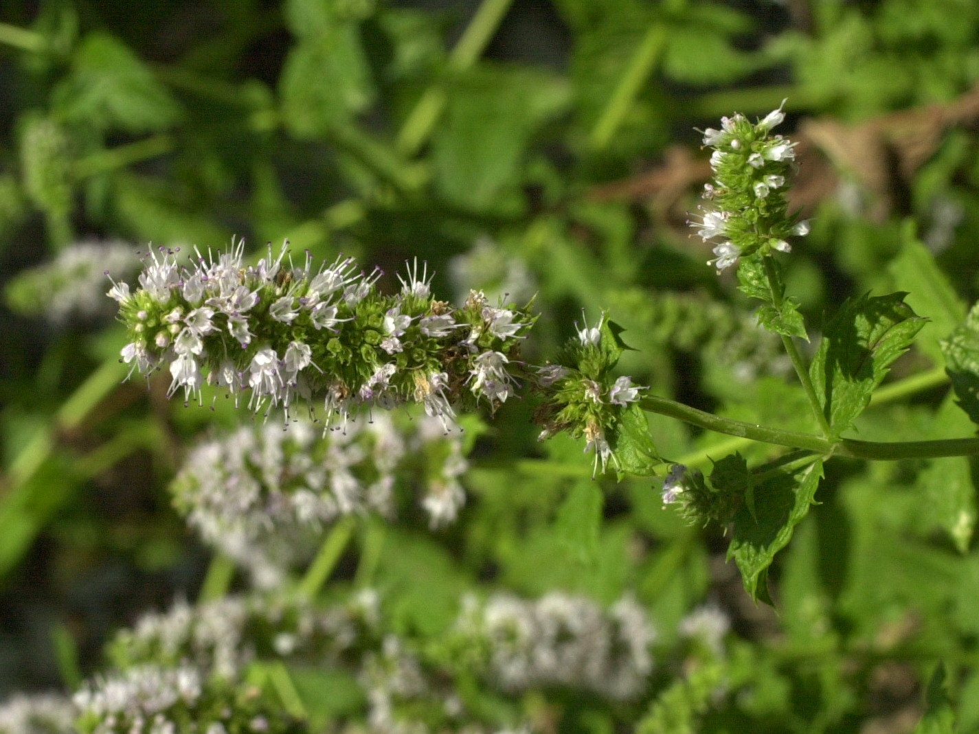 mentha_spicata2md