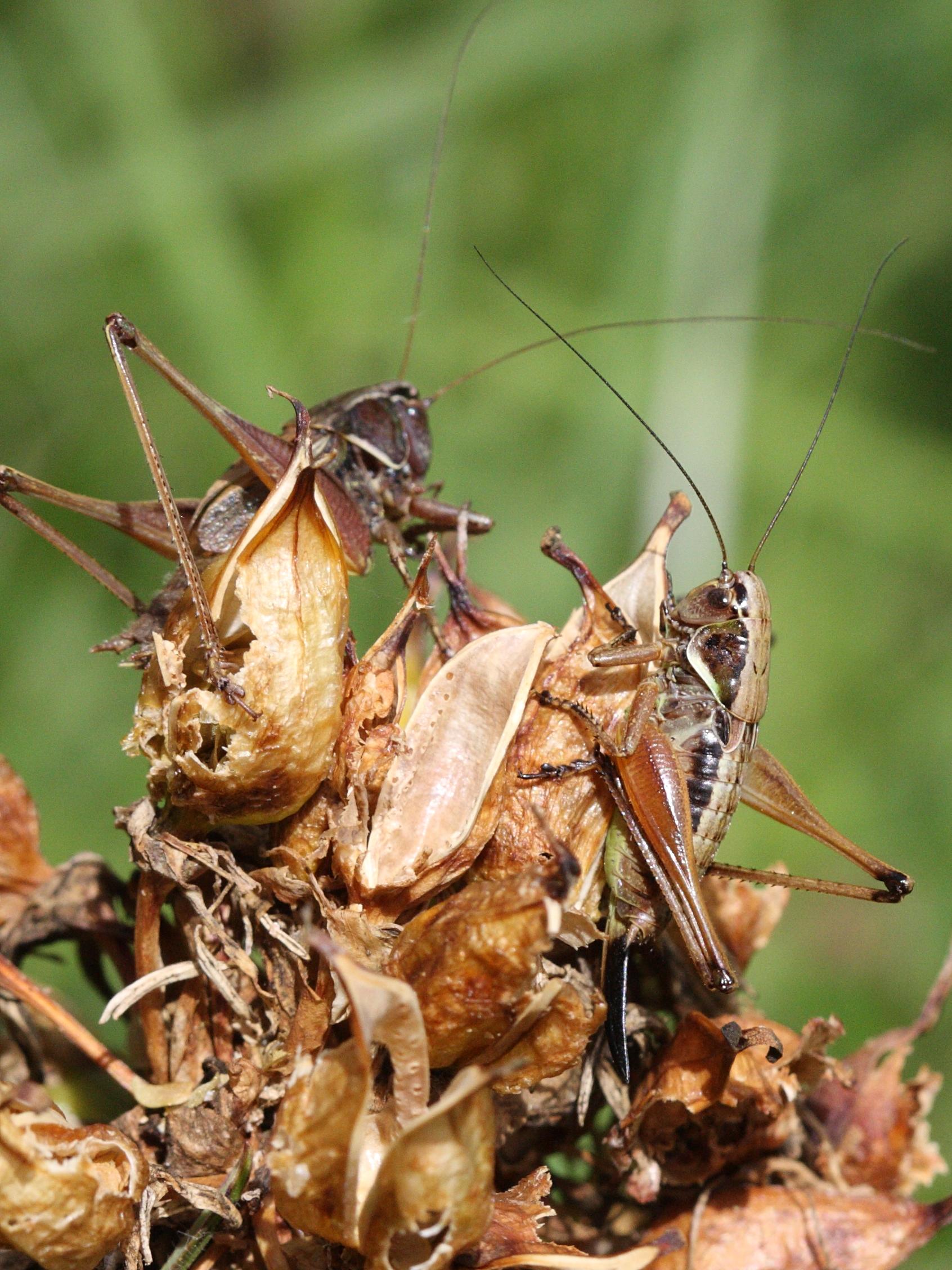 metrioptera_saussuriana2md