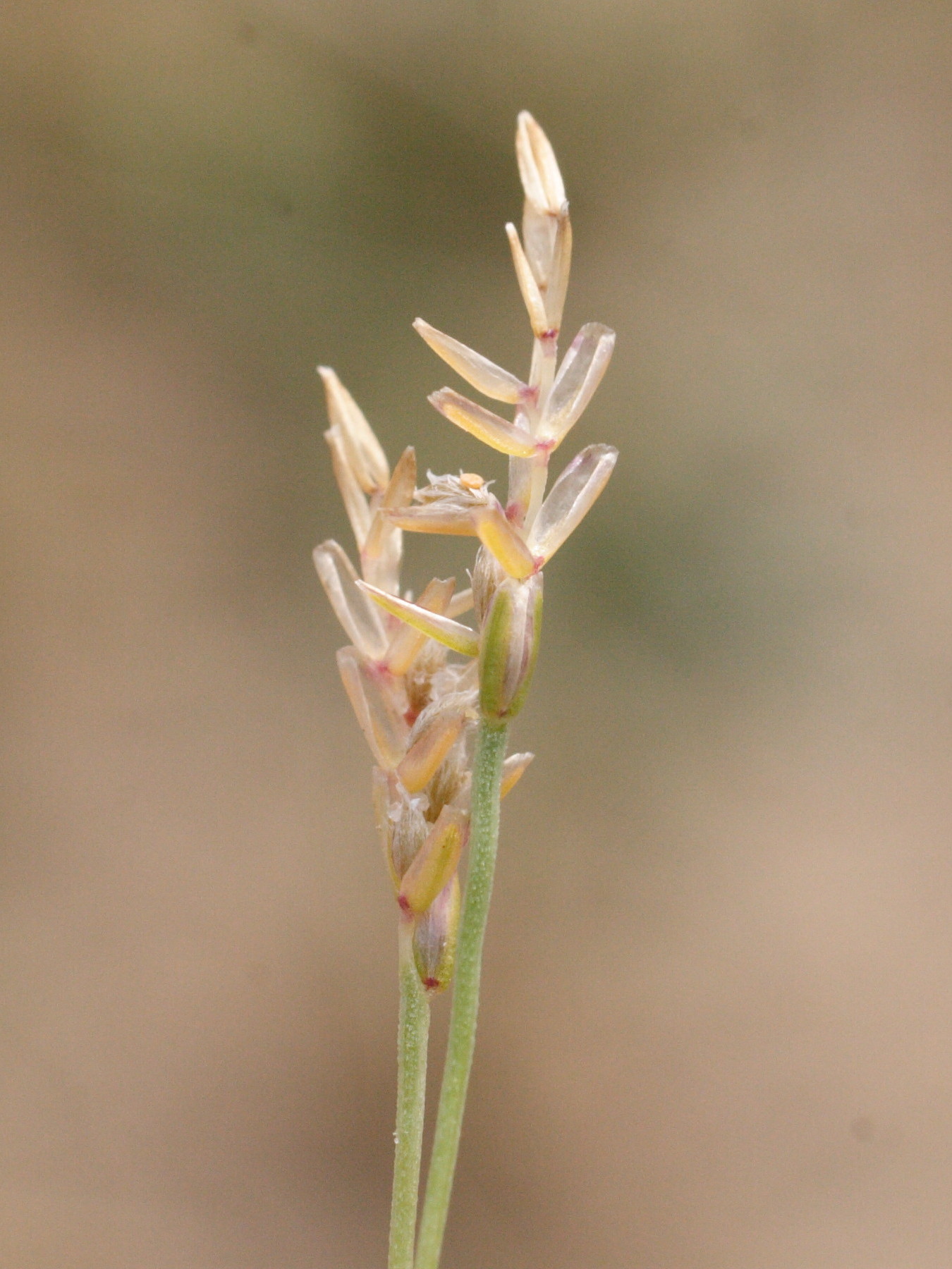 Afficher le média mibora_minima3md mibora_minima3md