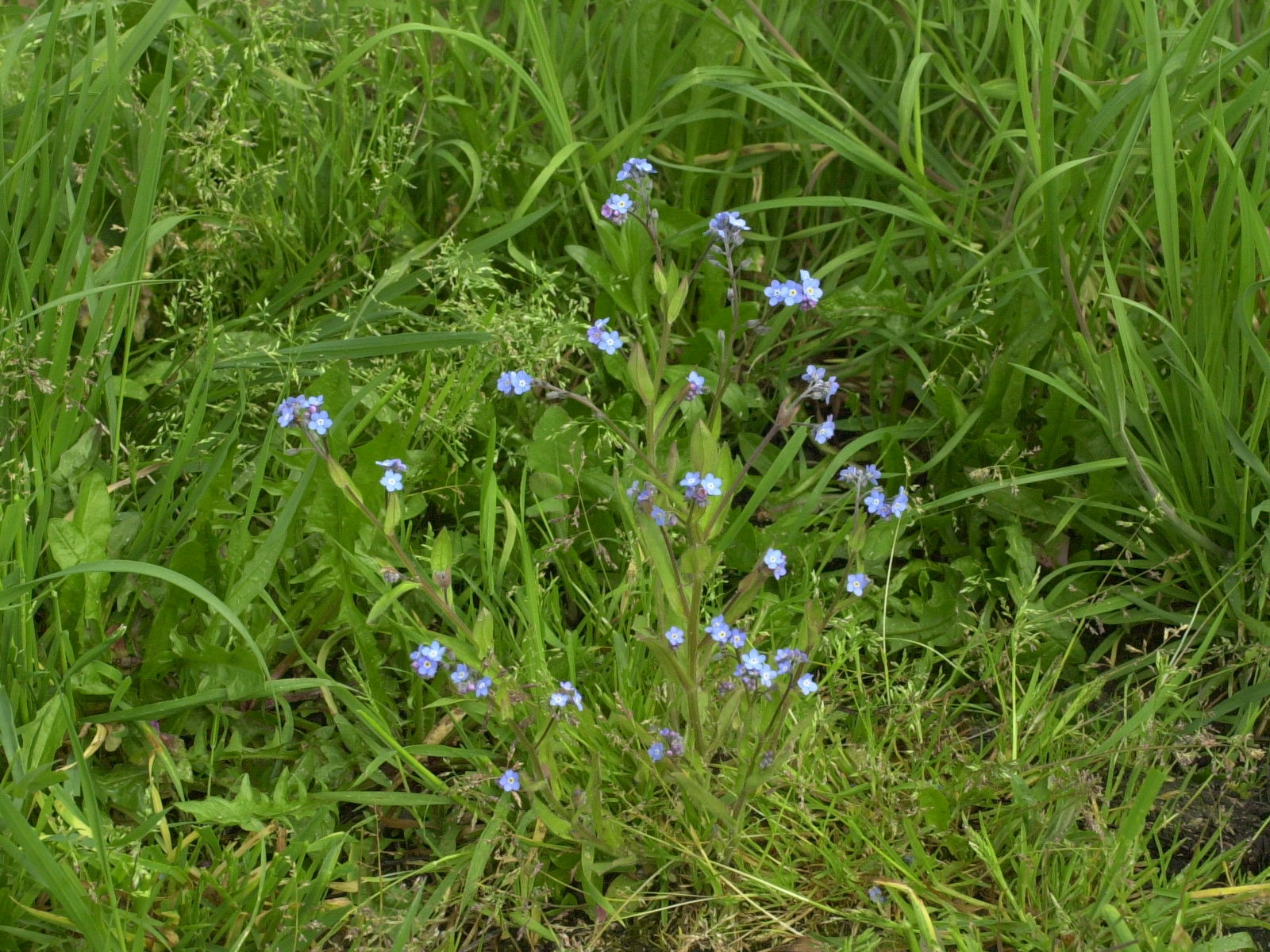 myosotis_sylvatica1md