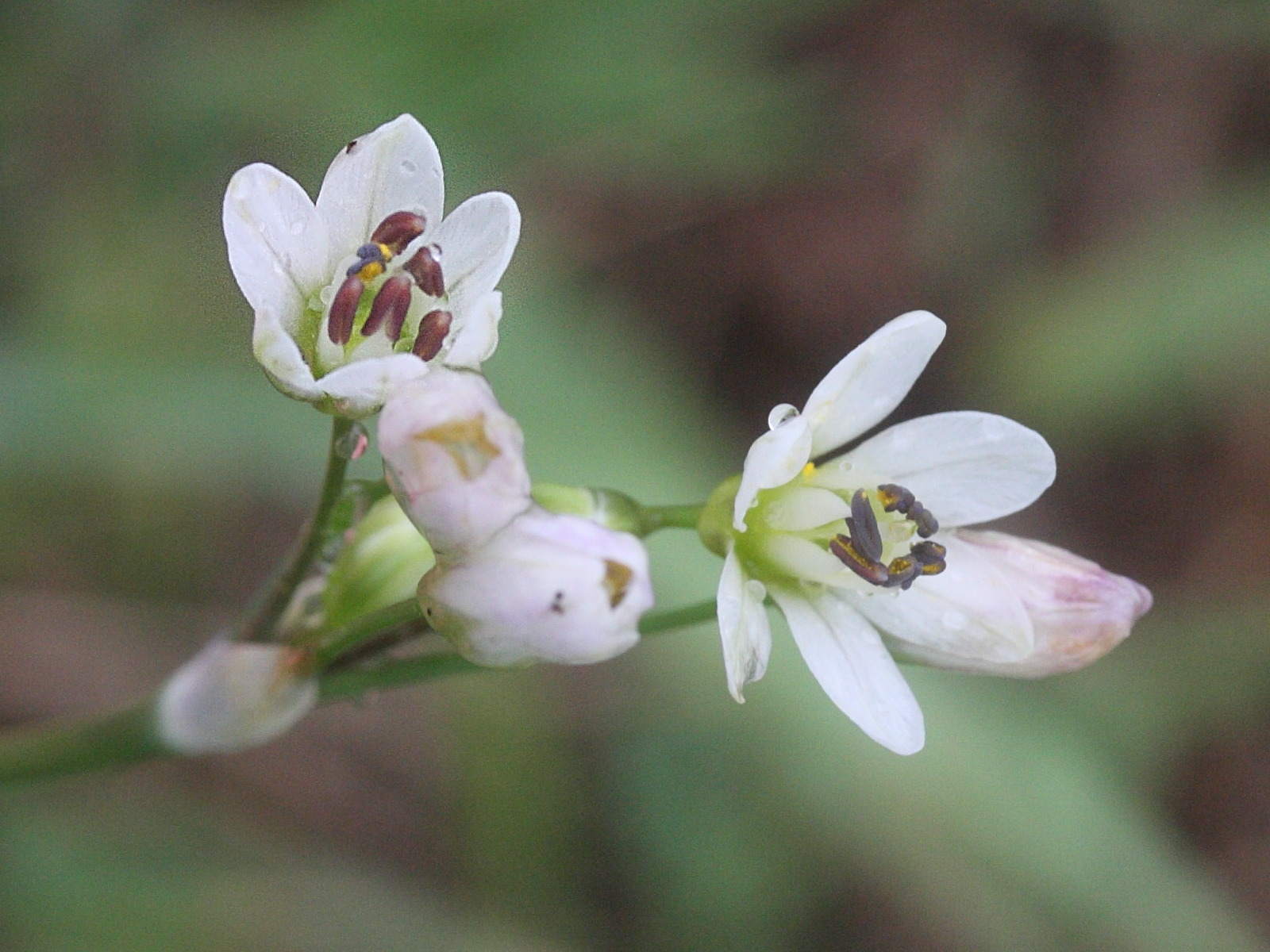 nothoscordum_gracile2md