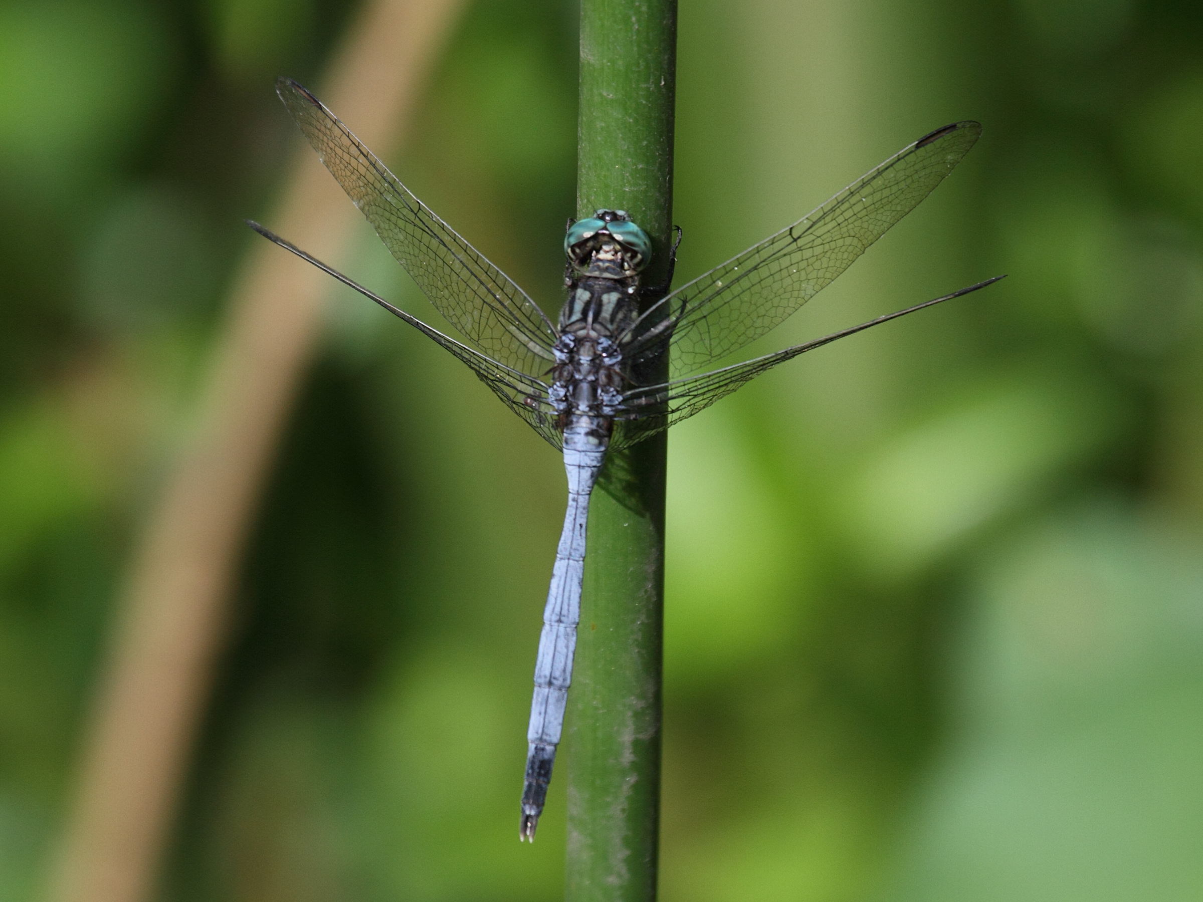 orthetrum_stemmale3bd