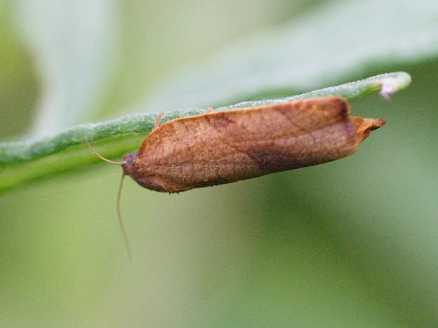 pandemis_cerasana1md