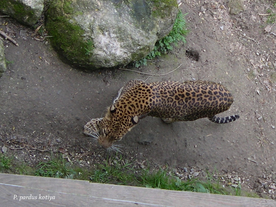 panthera_pardus_kotiya1amd