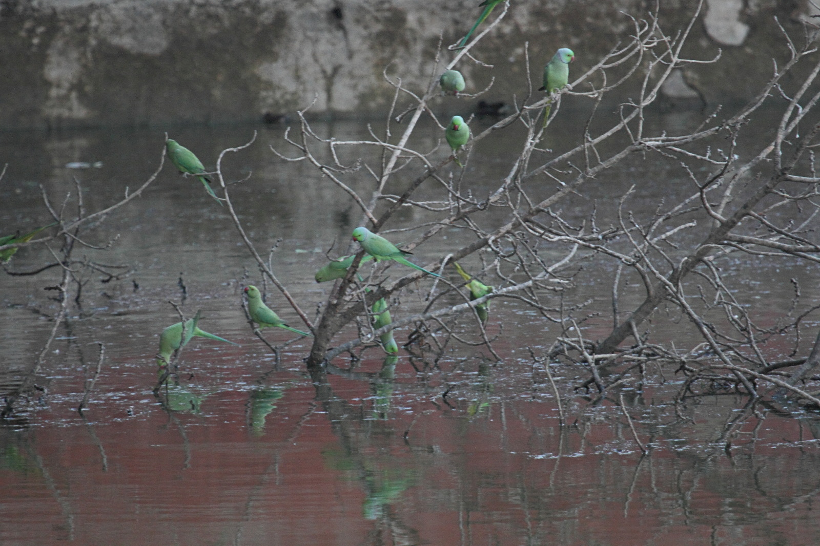 perruche_a_collier_-_psittacula_krameri1md