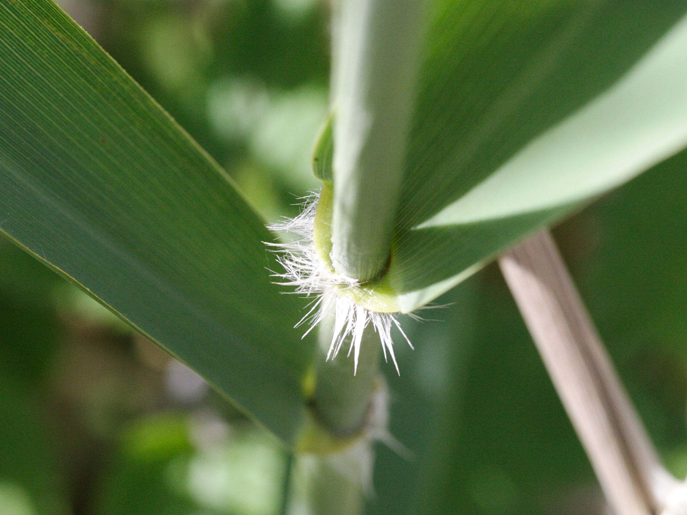 phragmites_australis4md