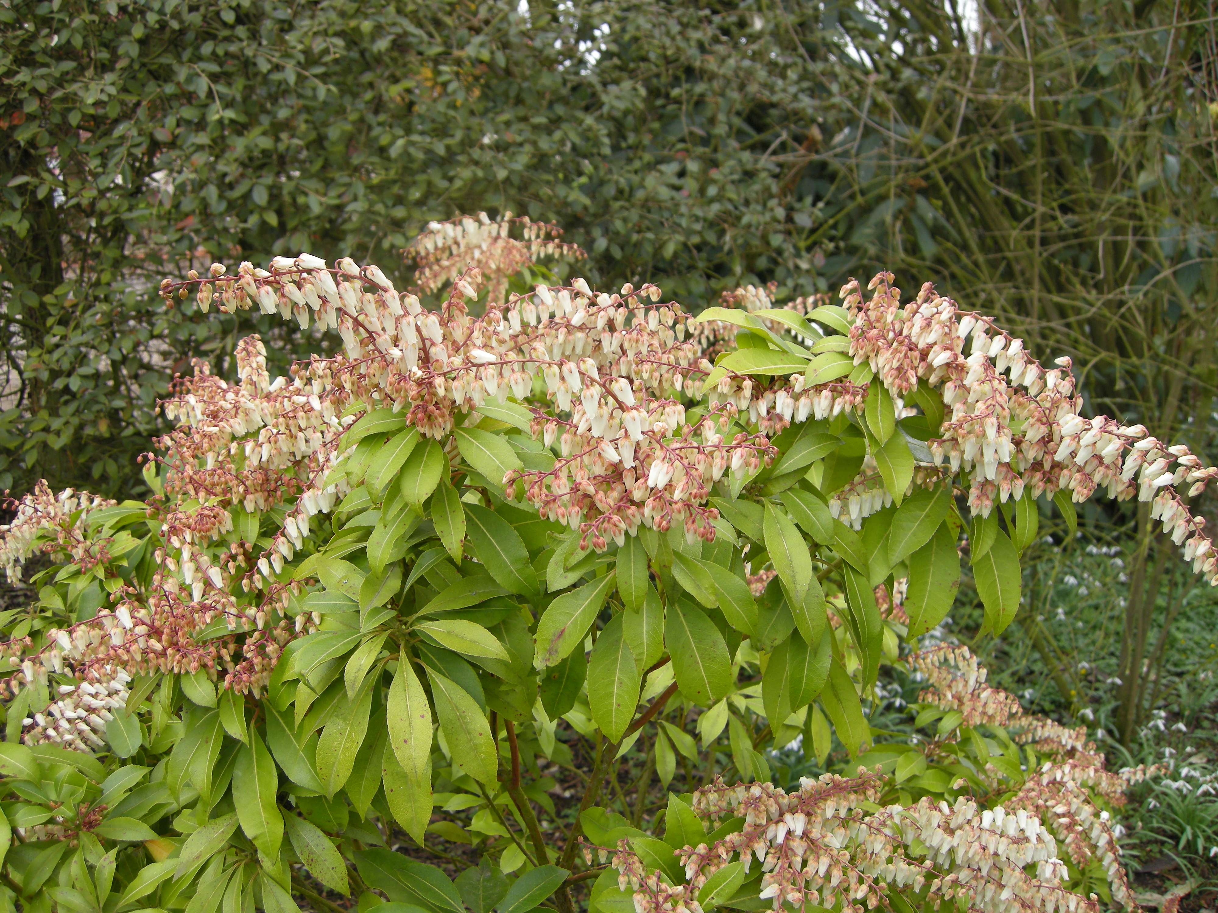 pieris_formosa2bmd