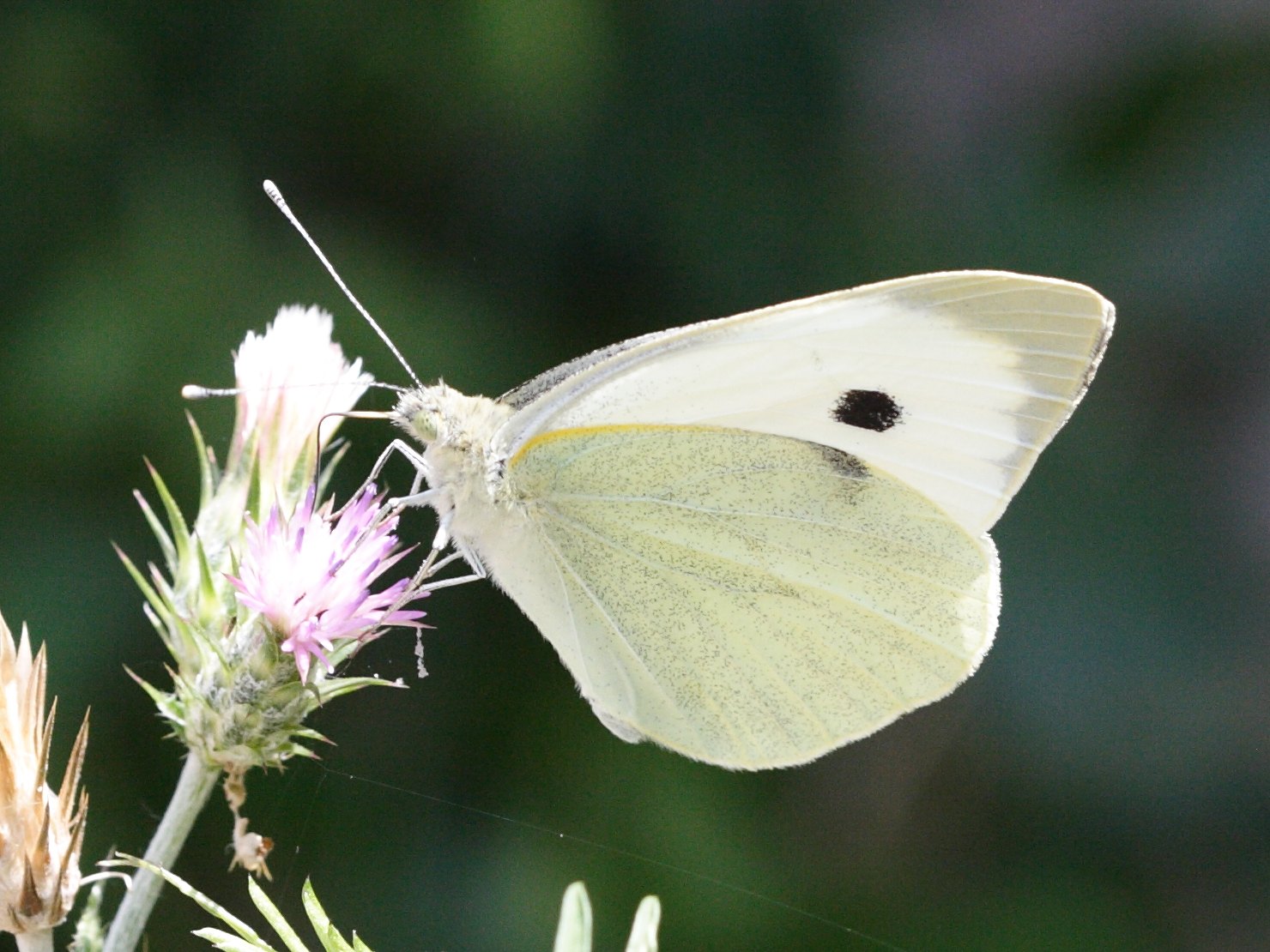 pieris_rapae3md