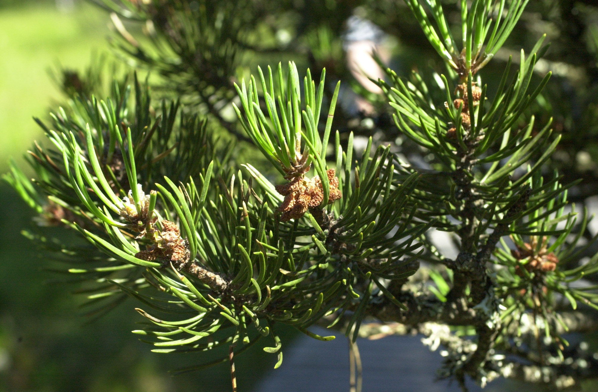 pinus_uncinata4md