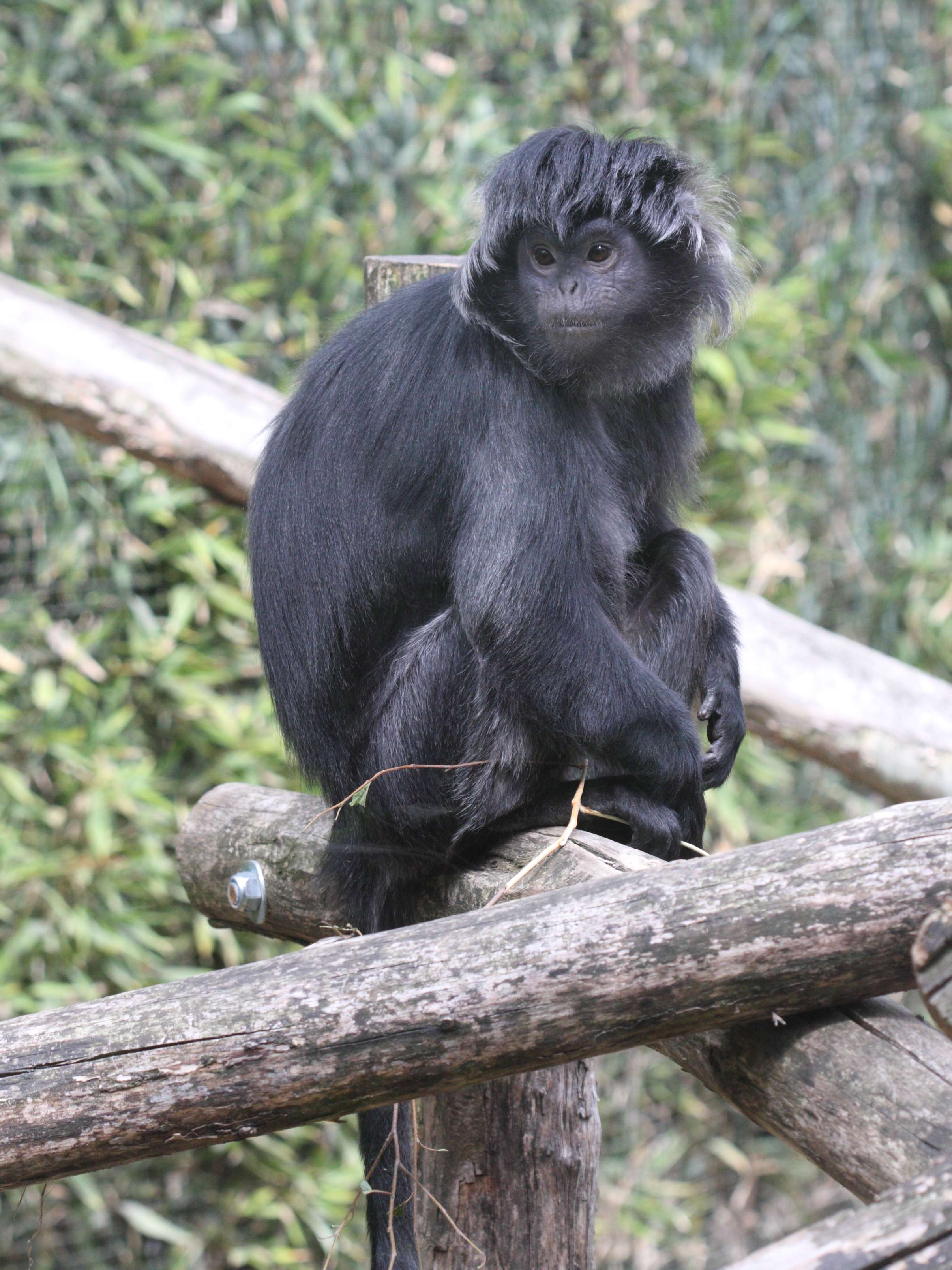 presbytis_cristatus3bd