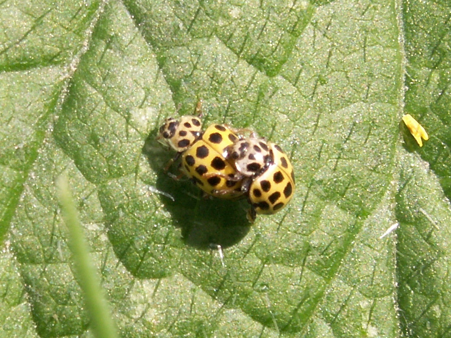 Afficher le média psyllobora_vigintiduopunctata3md psyllobora_vigintiduopunctata3md