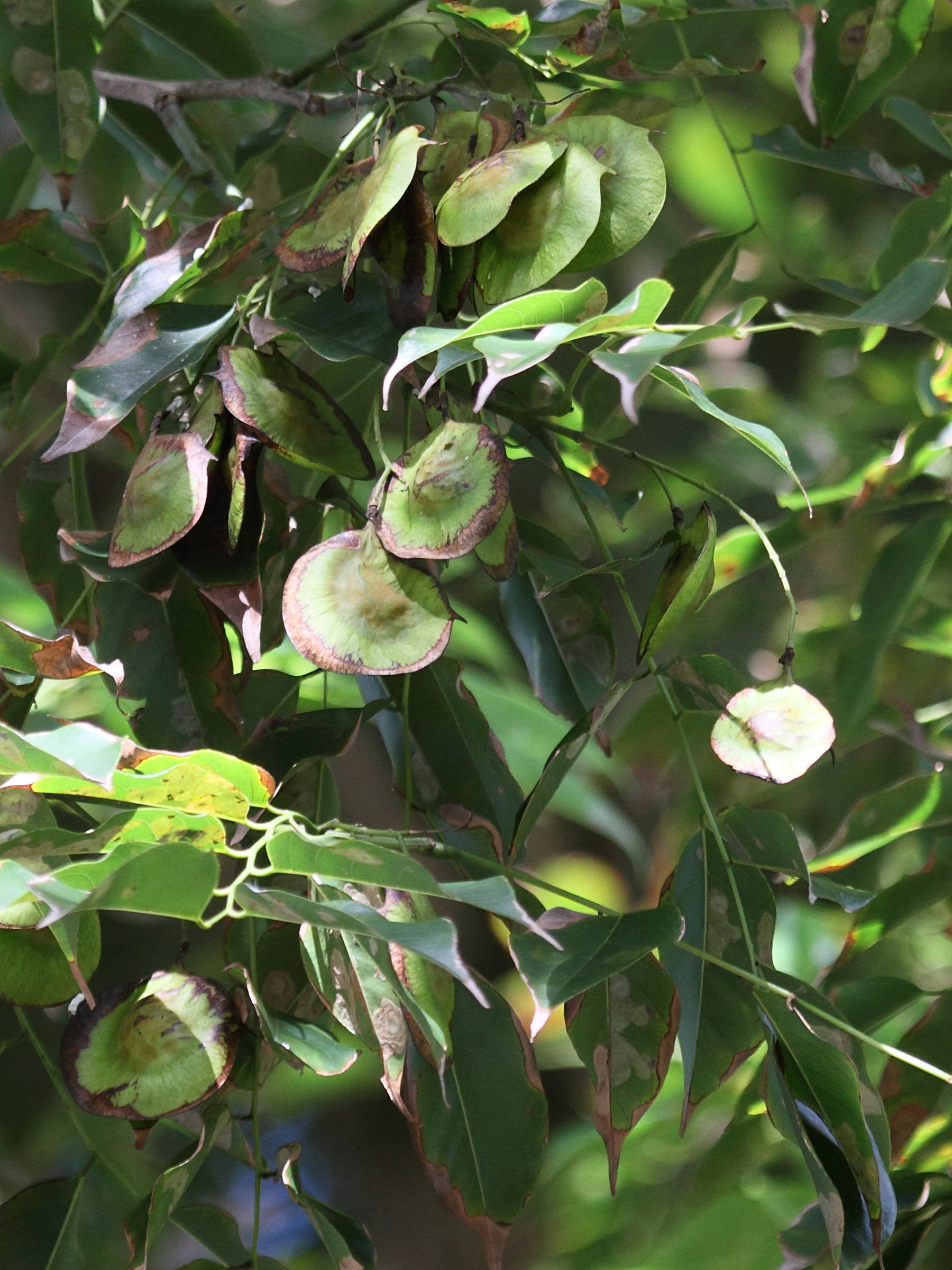 Afficher le média pterocarpus_indicus2bd pterocarpus_indicus2bd