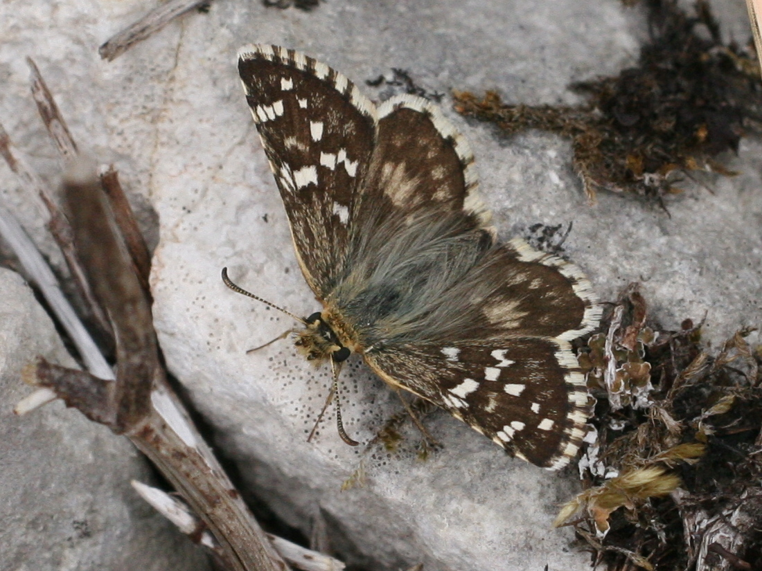 pyrgus_armoricanus1md