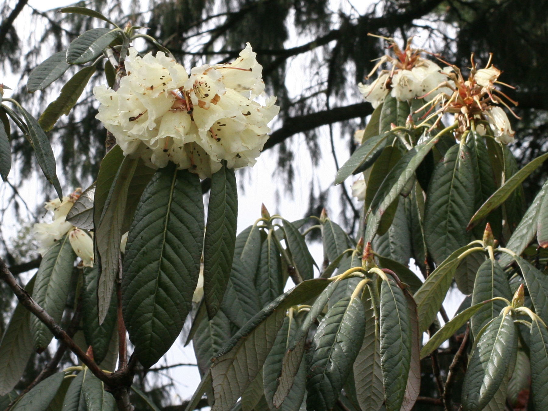 Afficher le média rhododendron_grande2md rhododendron_grande2md