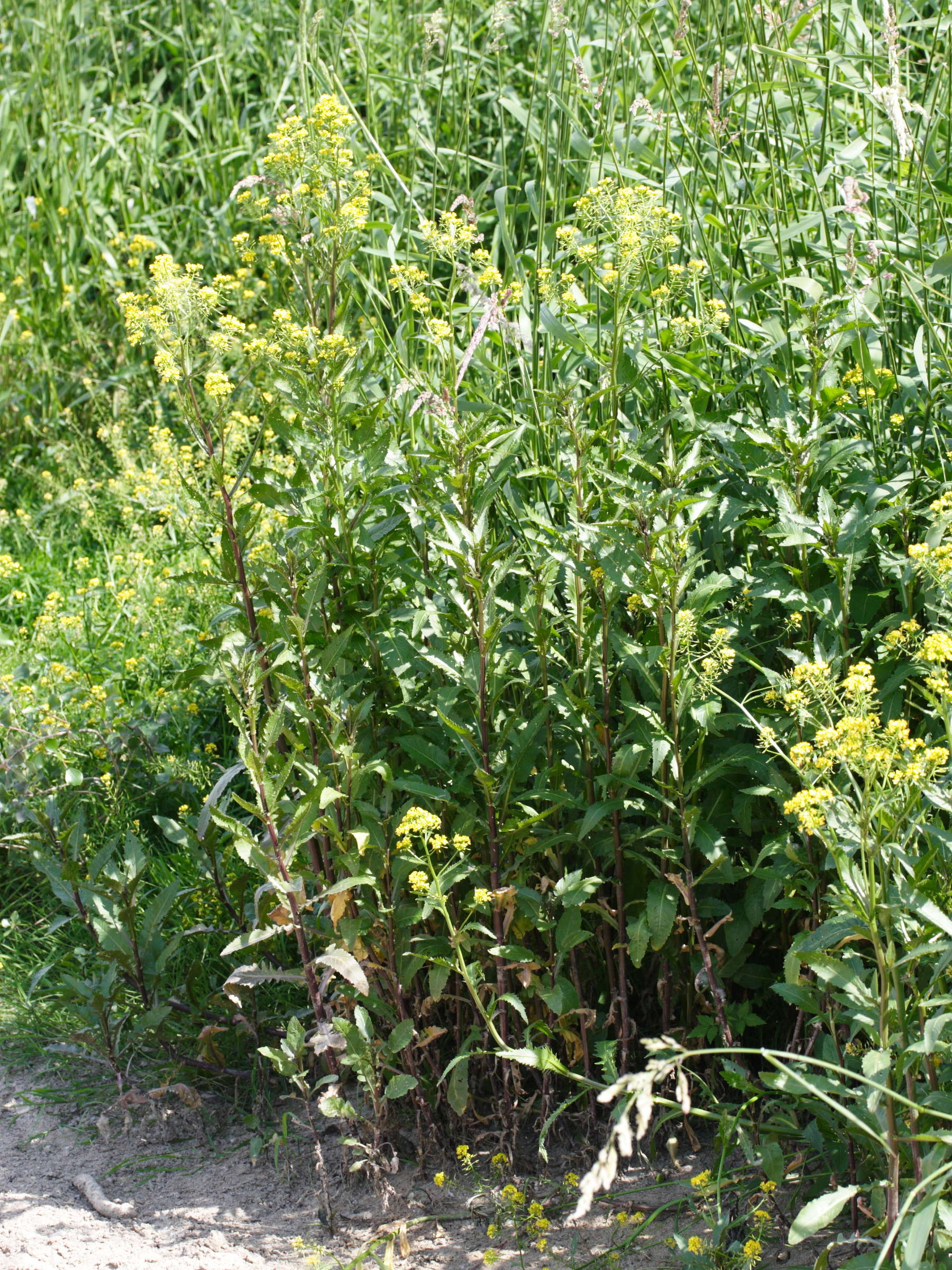 rorippa_austriaca1md