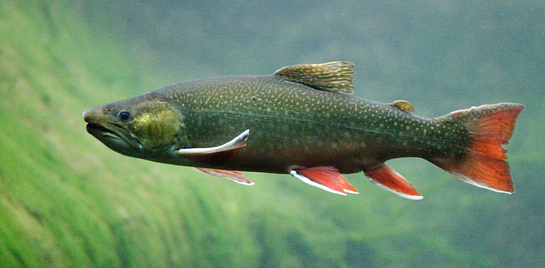 salvelinus_fontinalis1md