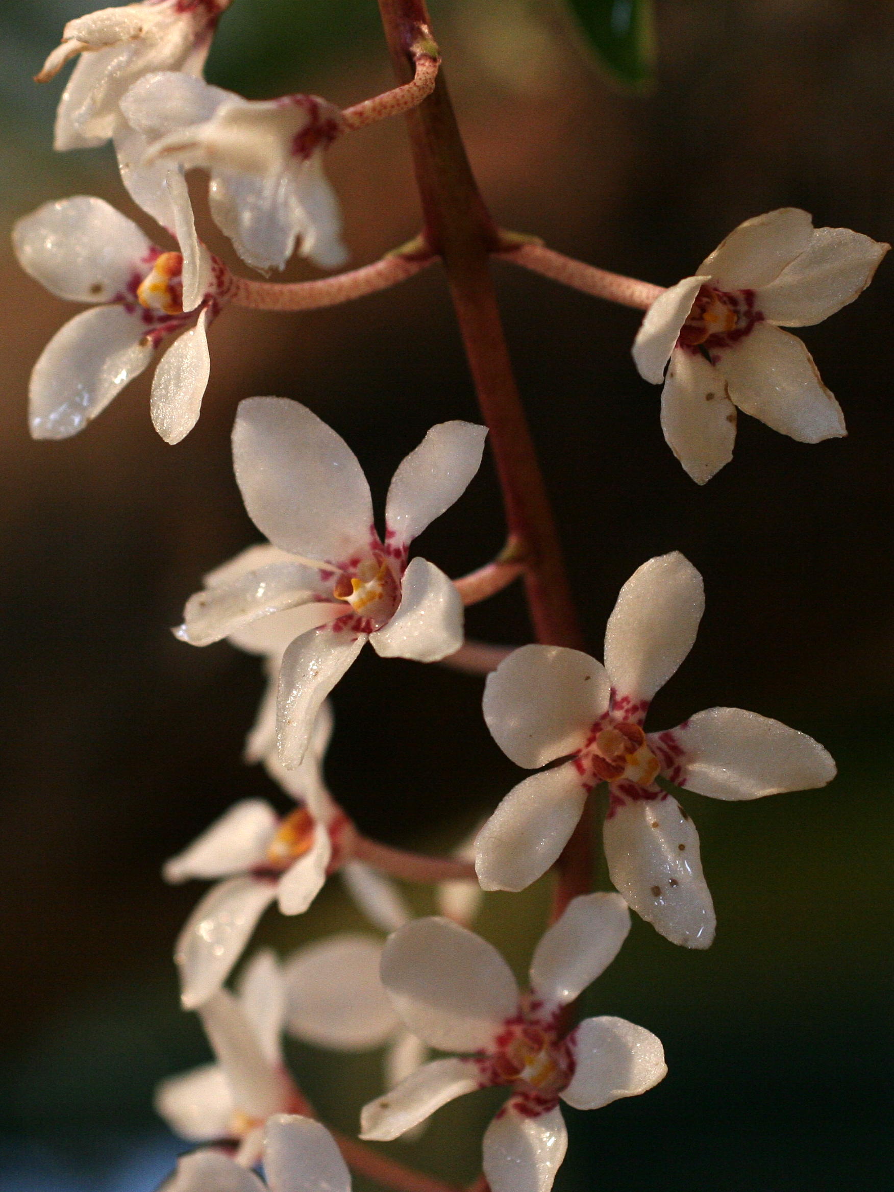 Afficher le média sarcochilus_hartmannii2md sarcochilus_hartmannii2md