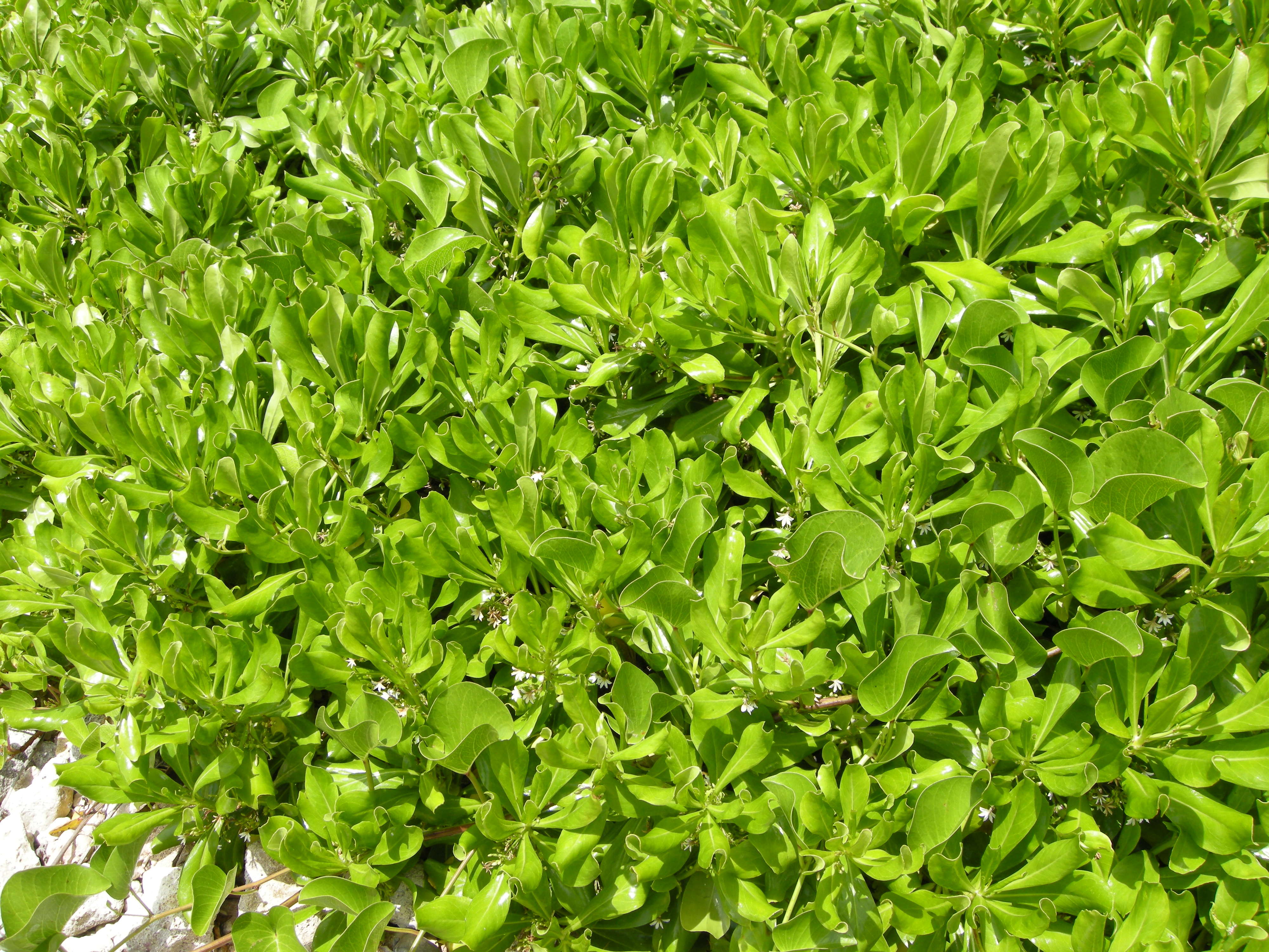 scaevola_plumieri1md