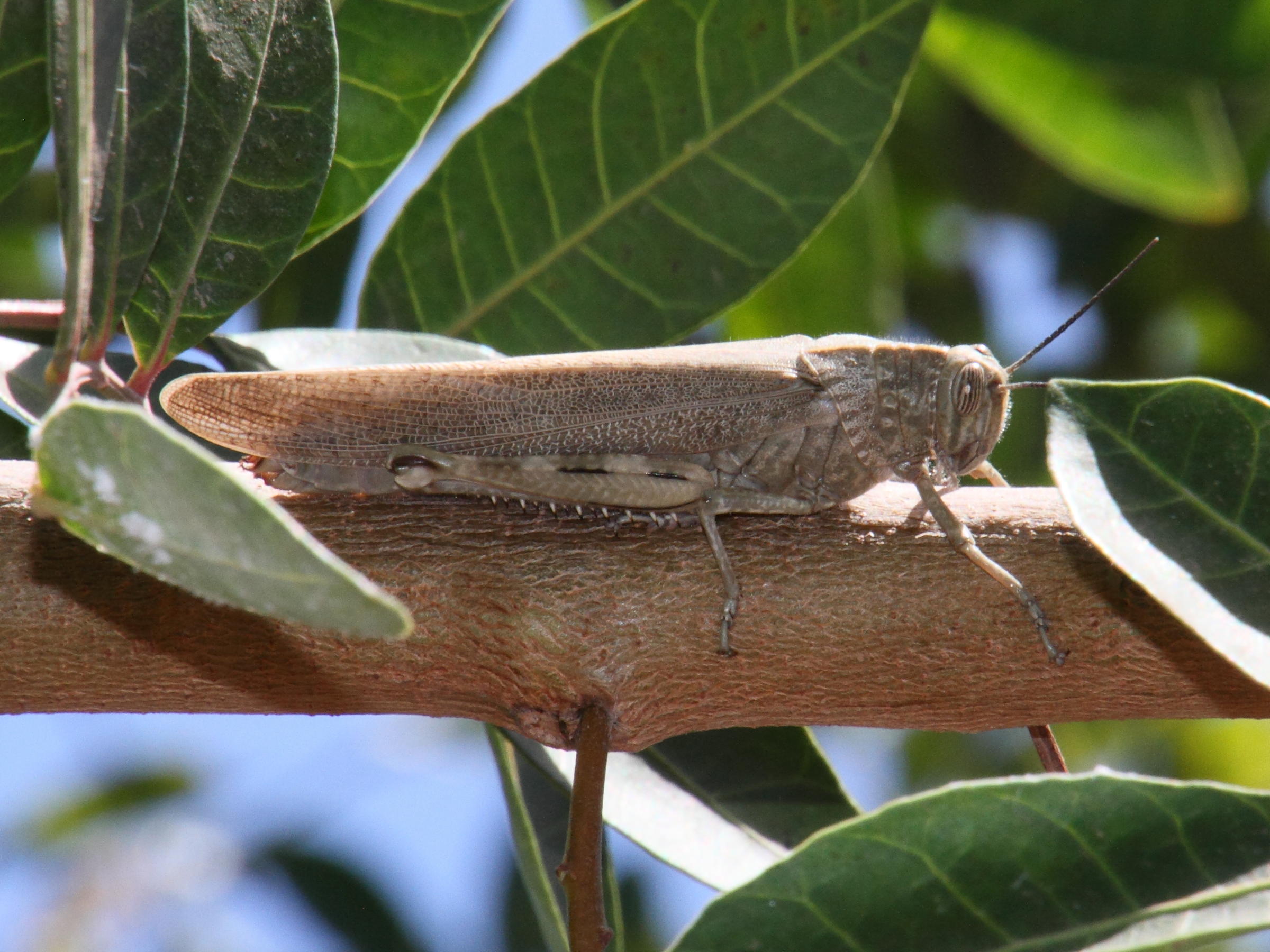 schistocerca_gregaria2md