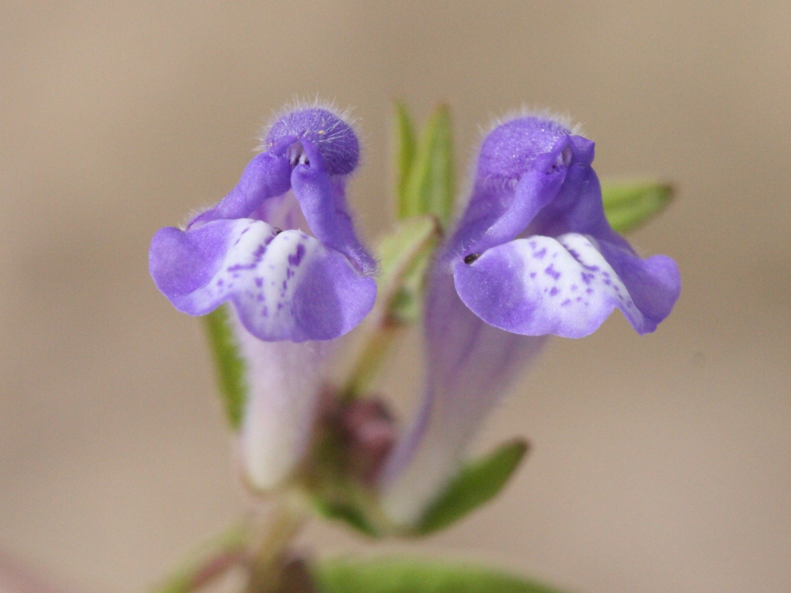 scutellaria_galericulata4md