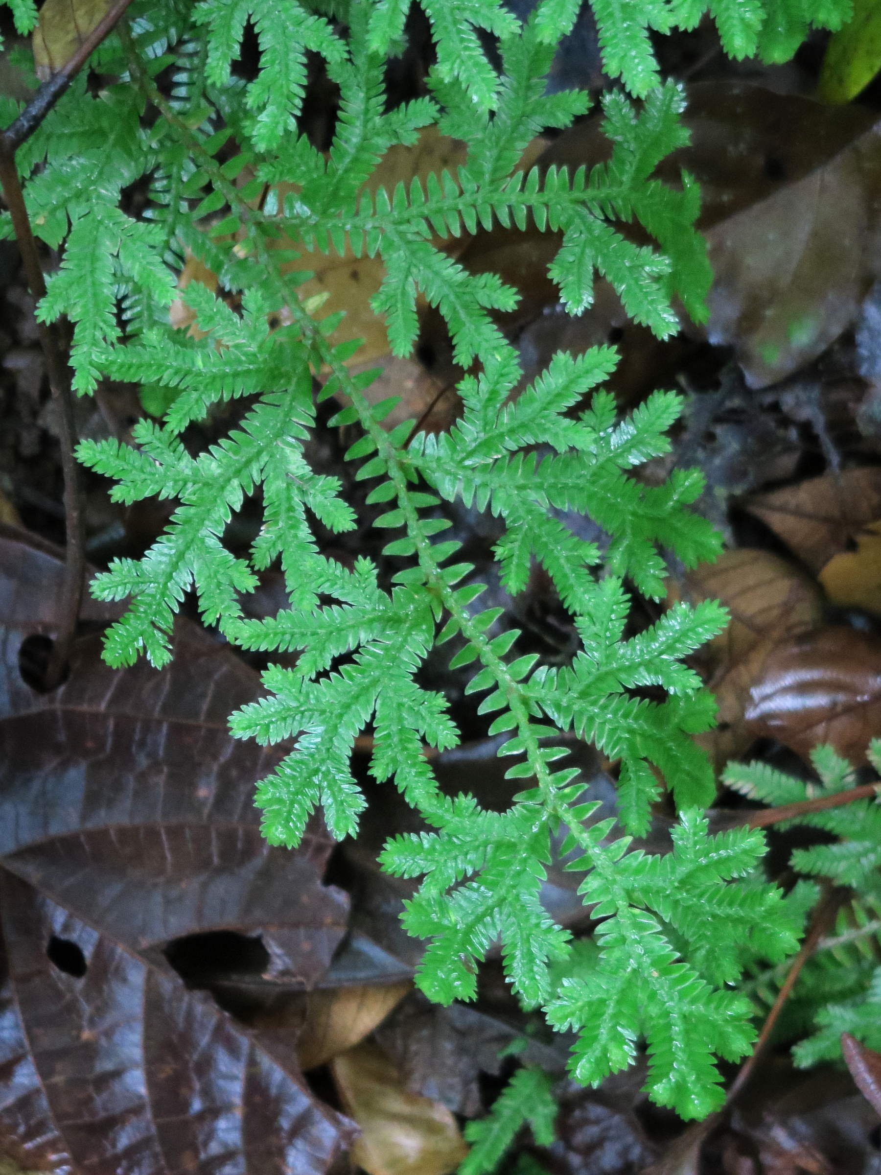 selaginella_eurynota2md