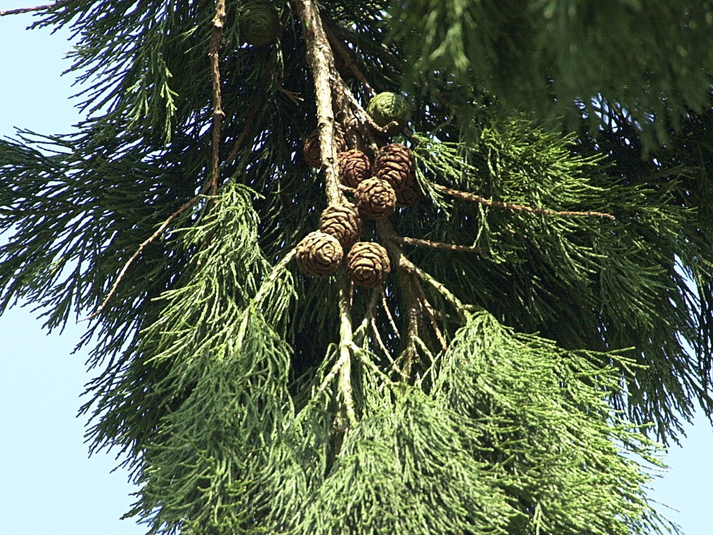 sequoiadendron_giganteum3md