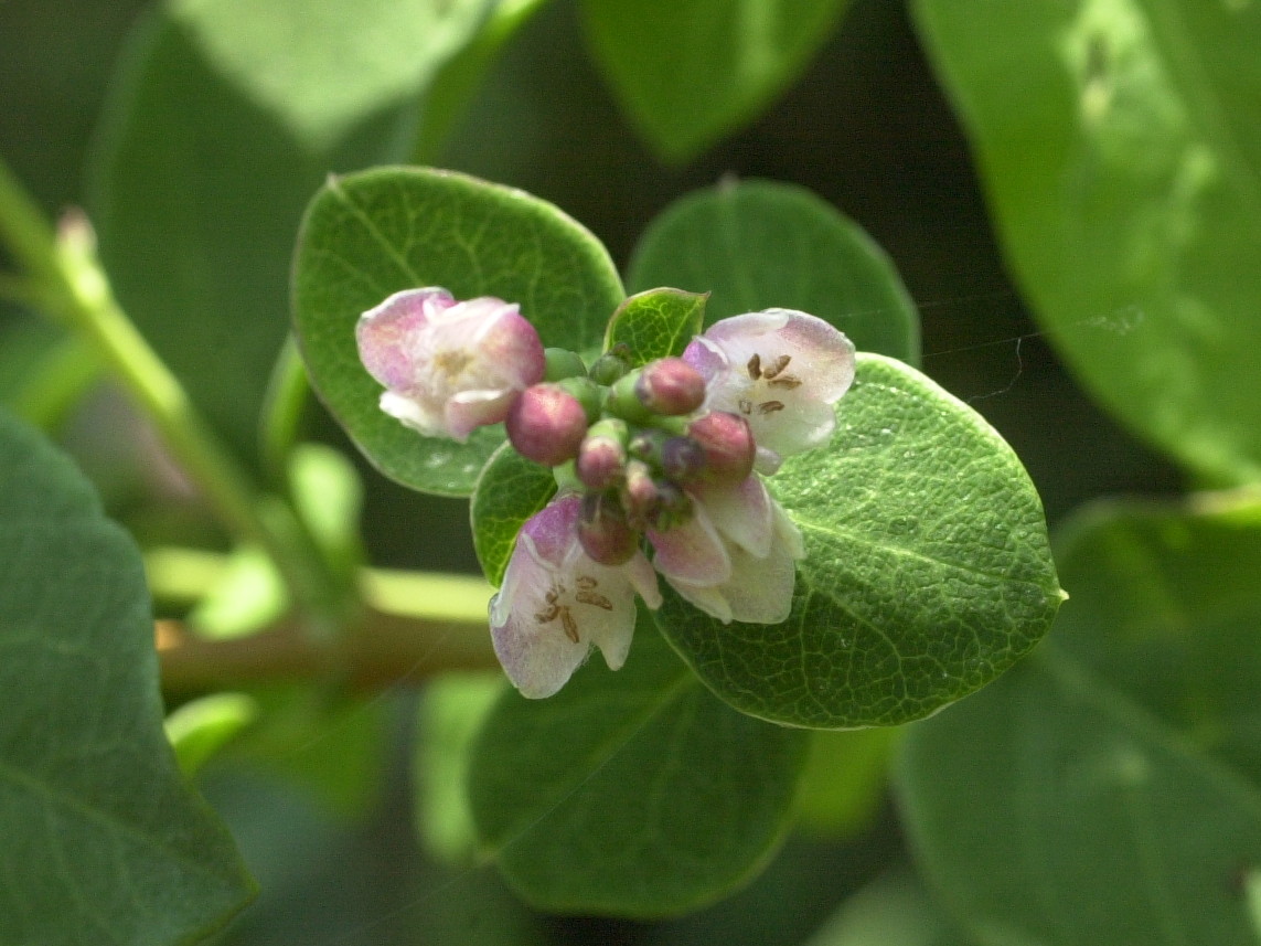 symphoricarpos_albus4md