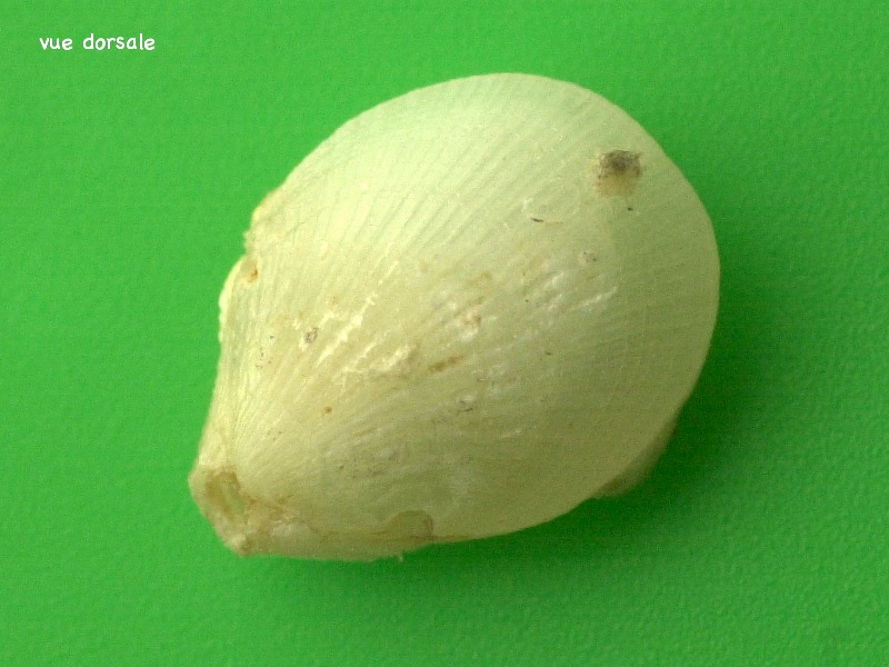 terebratulina_caput-serpentis2md