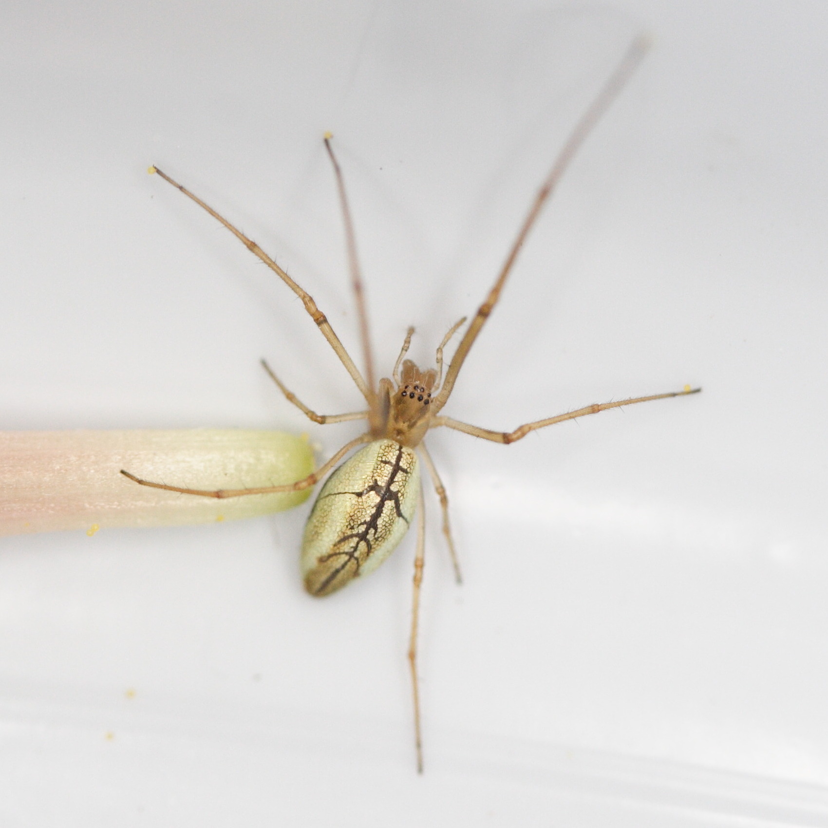 Afficher le média tetragnatha_extensa5md tetragnatha_extensa5md