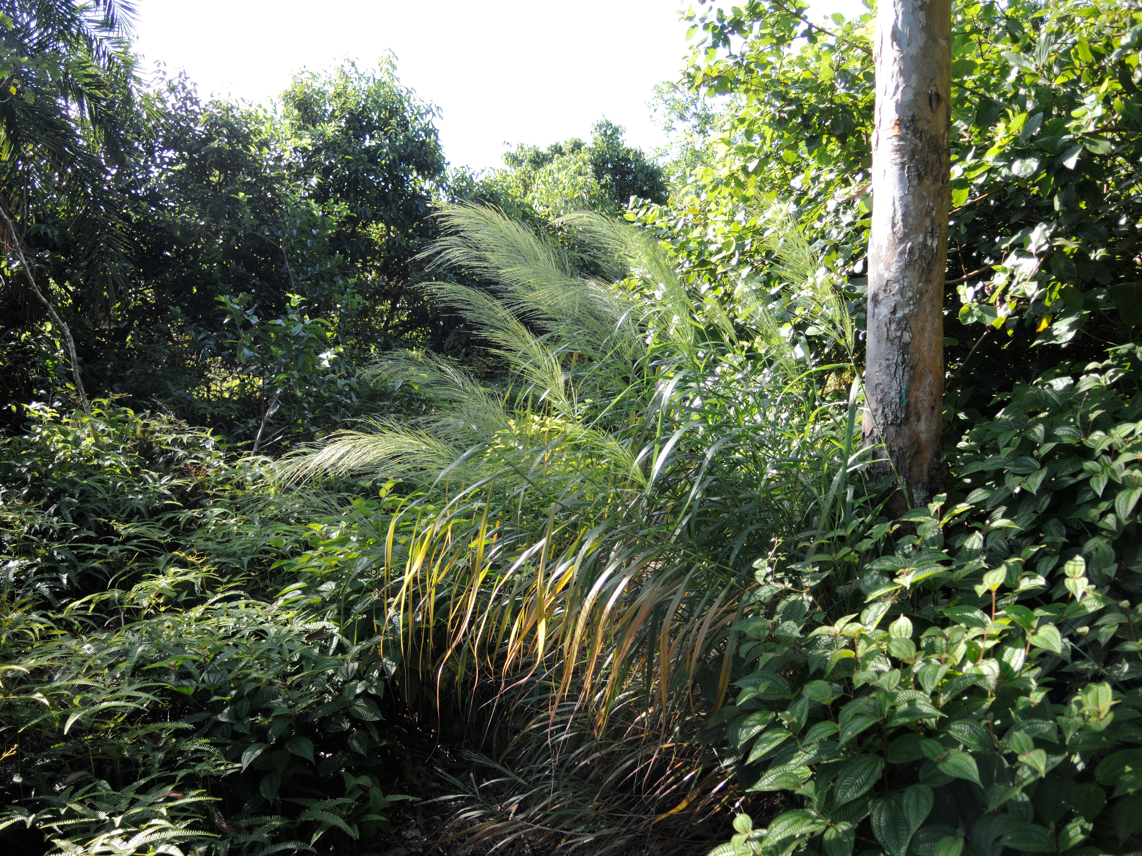 Afficher le média thysanolaena_latifolia1md thysanolaena_latifolia1md