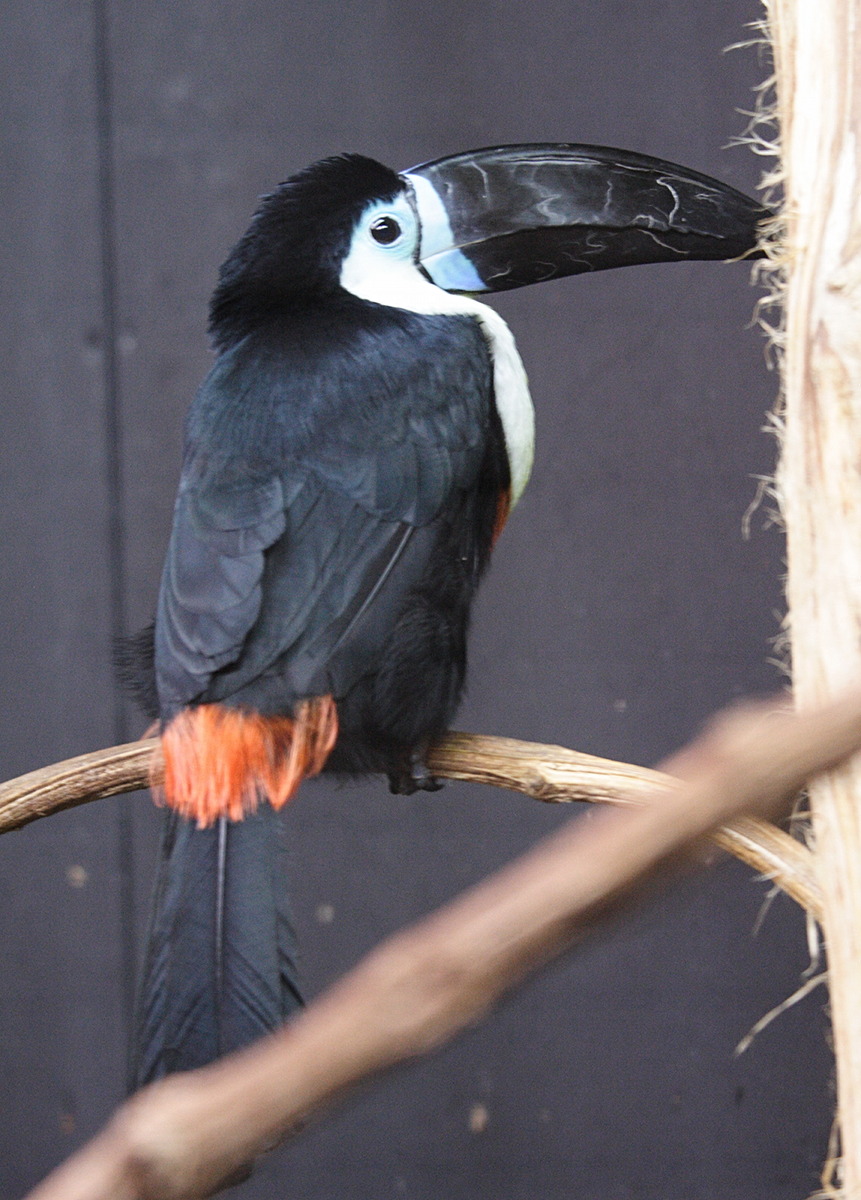 toucan_vitellin_-_ramphastos_vitellinus3md