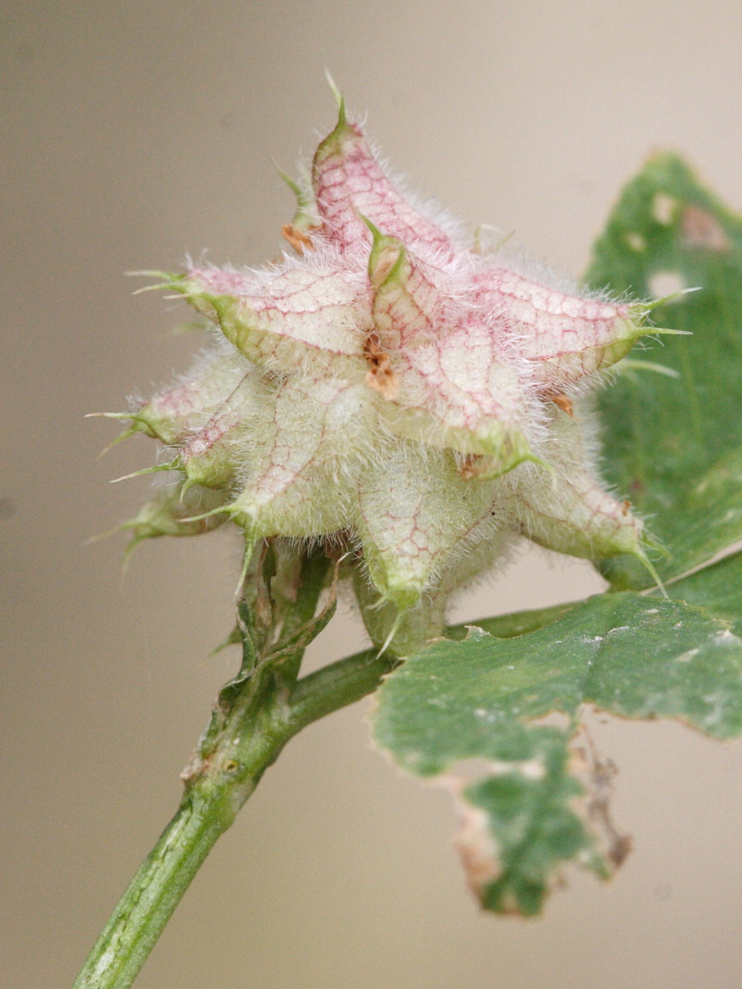 Afficher le média trifolium_resupinatum4md trifolium_resupinatum4md