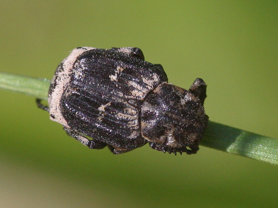 valgus_hemipterus2md