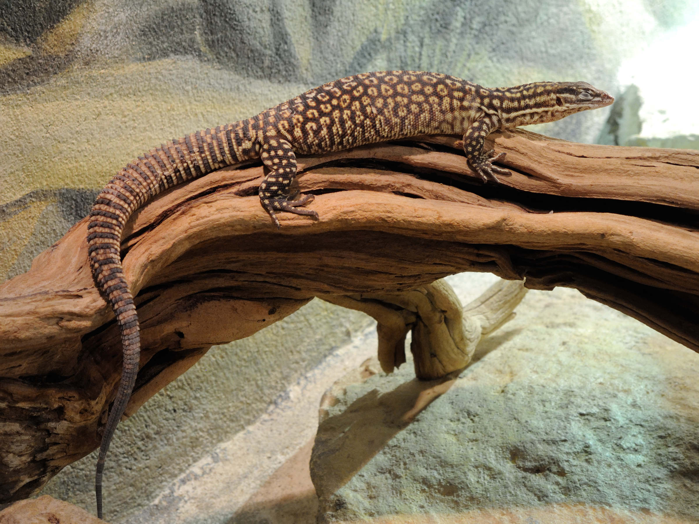 varanus_acanthurus1md