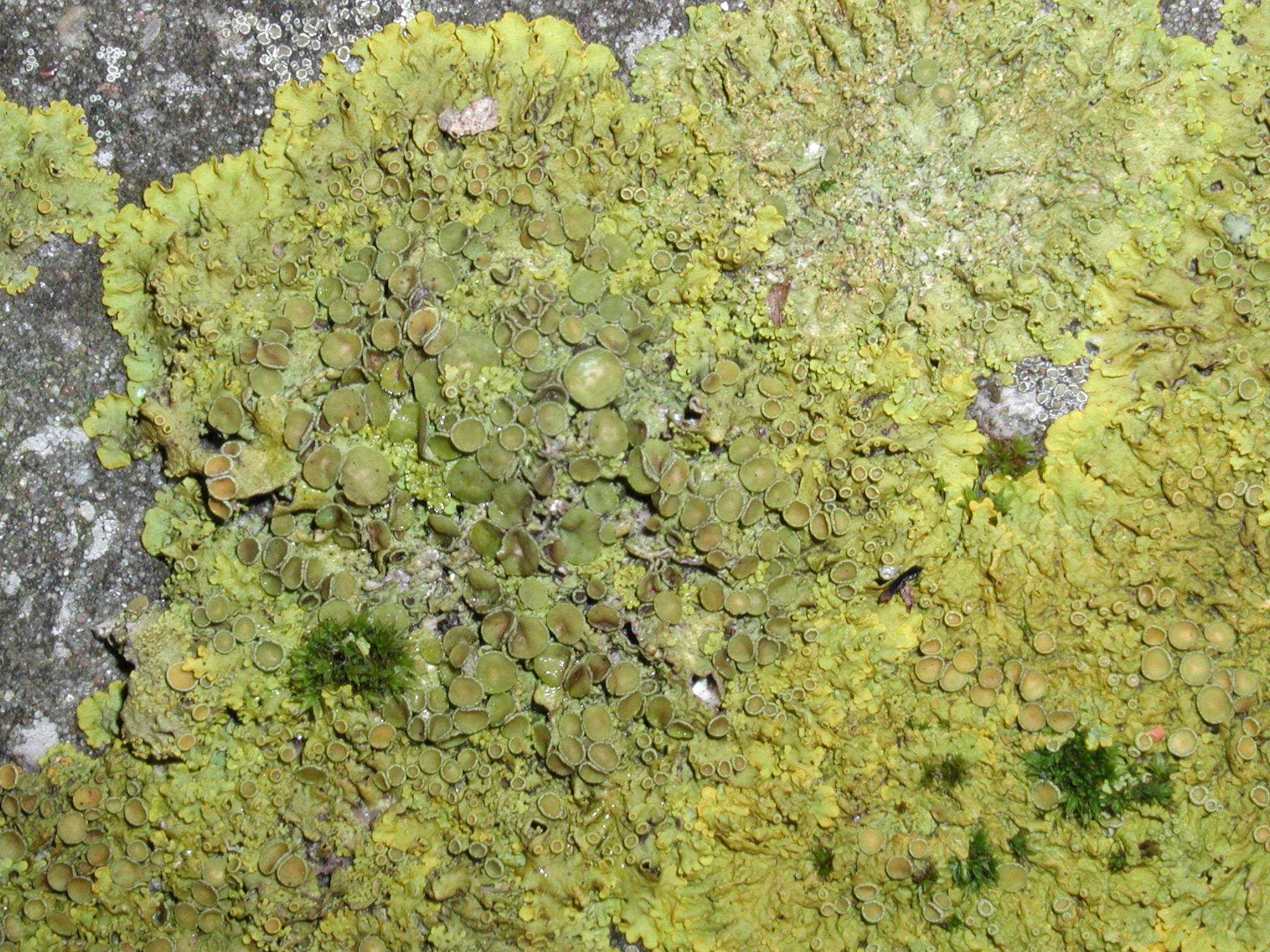 Afficher le média xanthoria_parietina2md xanthoria_parietina2md