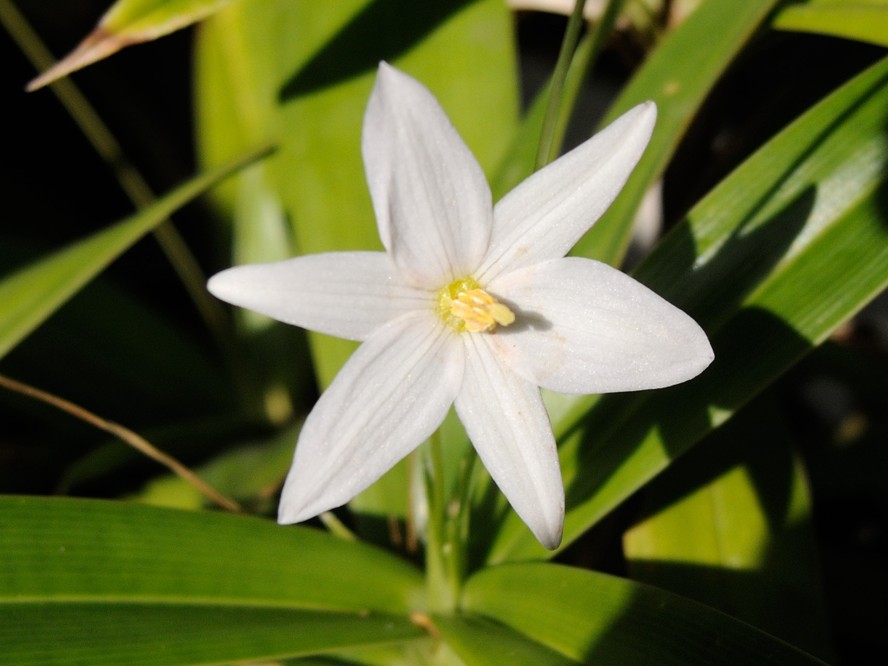 xerophyta_elegans2md