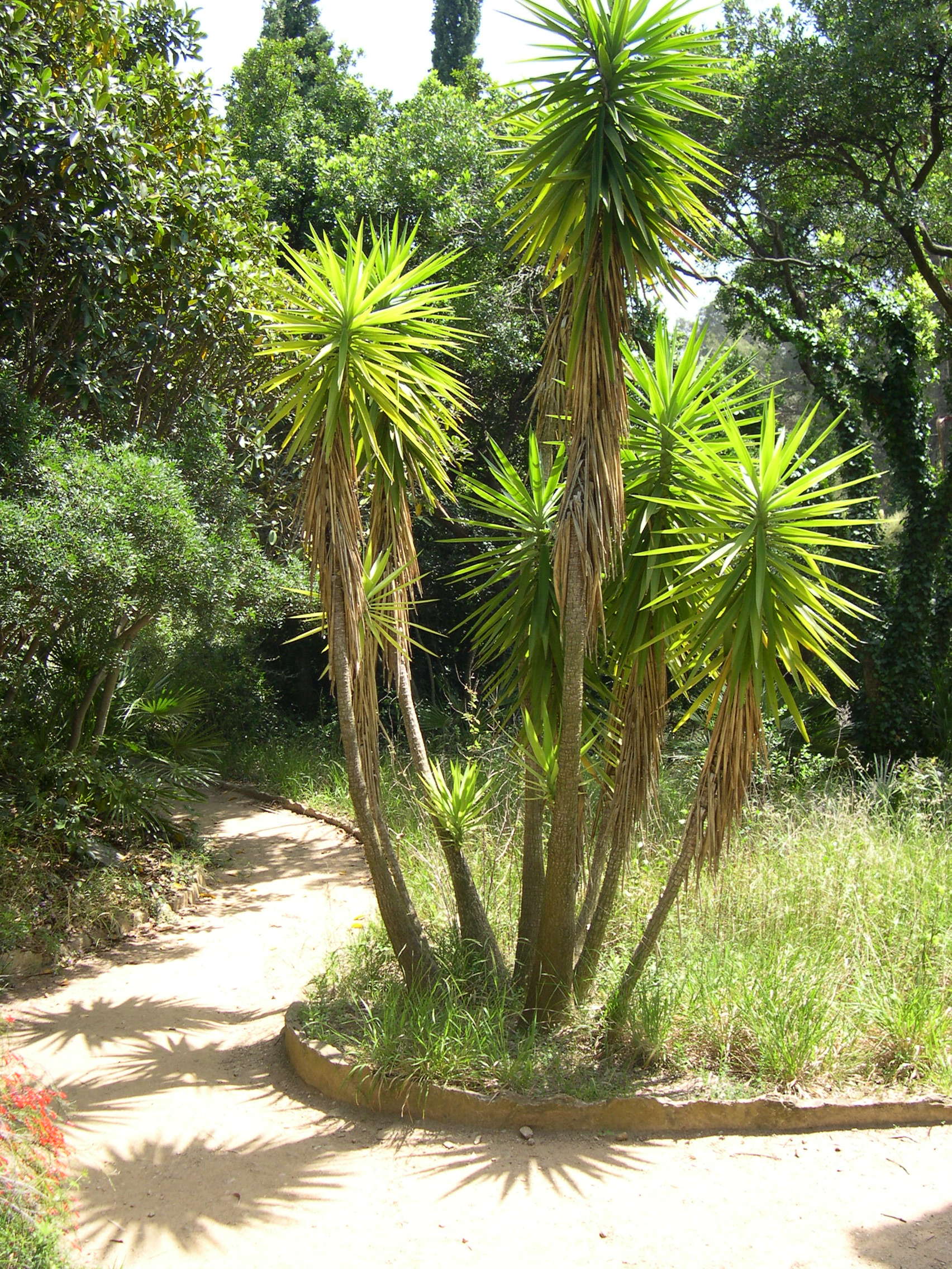yucca_gigantea1md