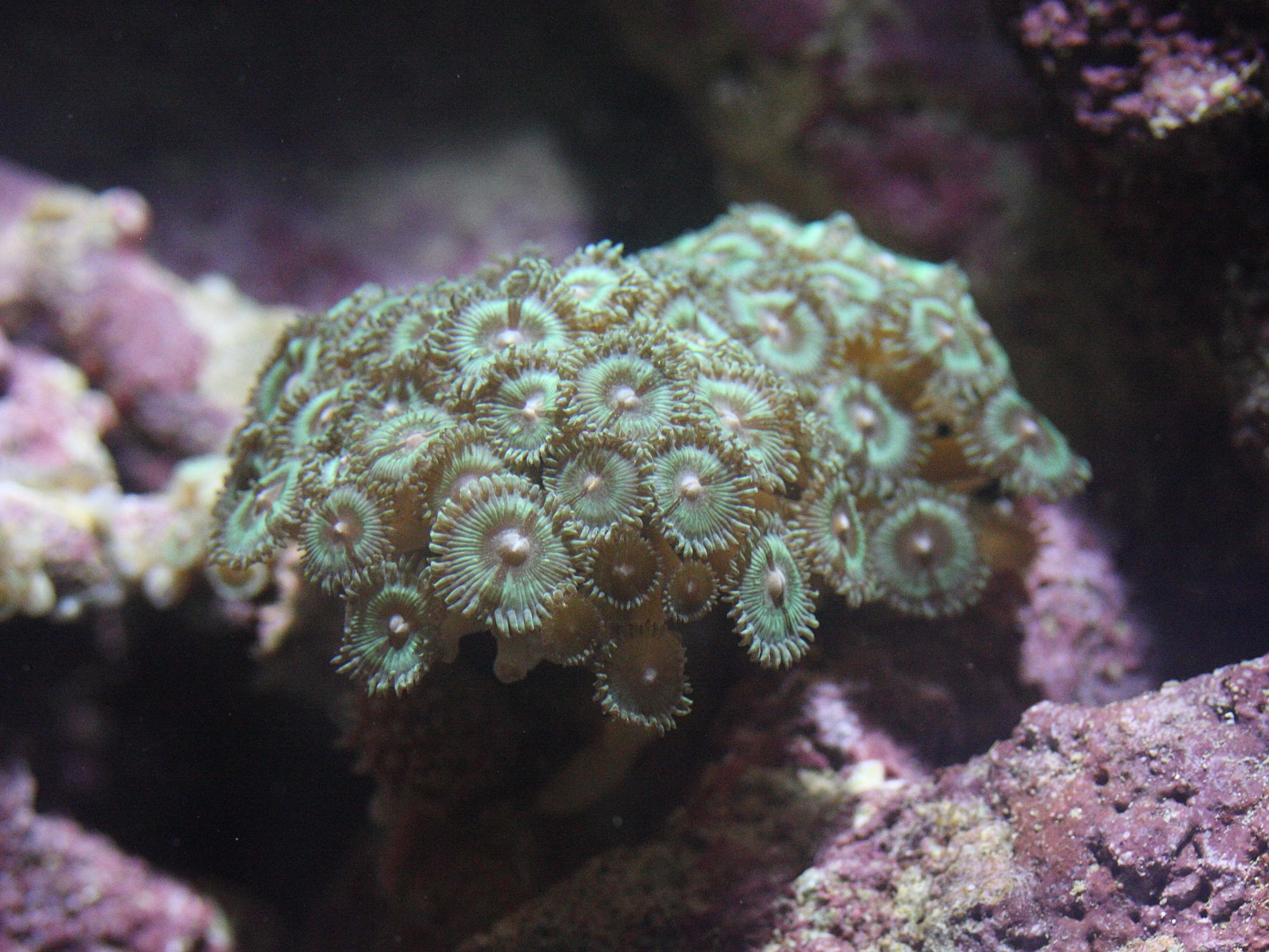 zoanthus_pulchellus1md