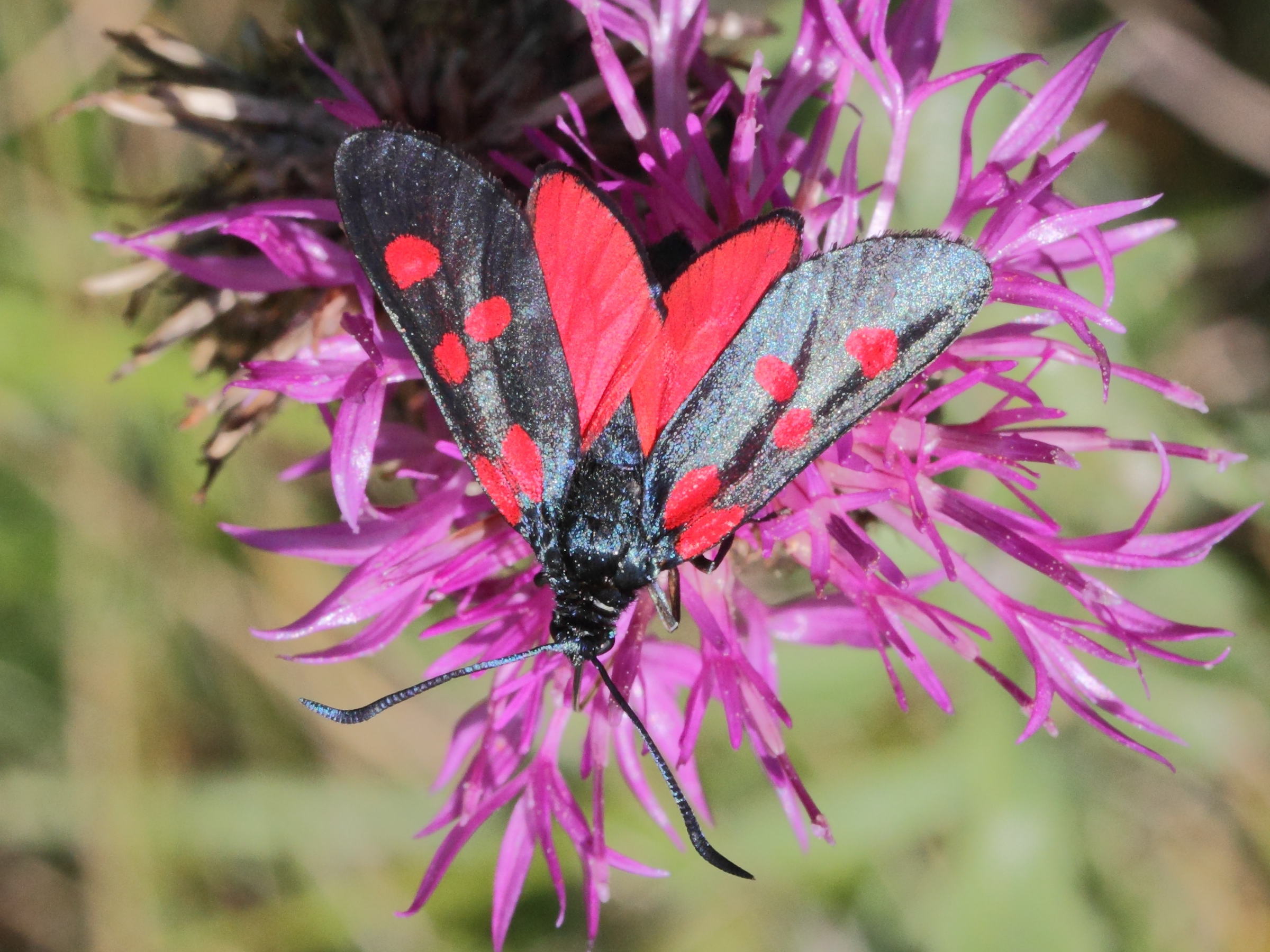 zygaena_lonicerae1md