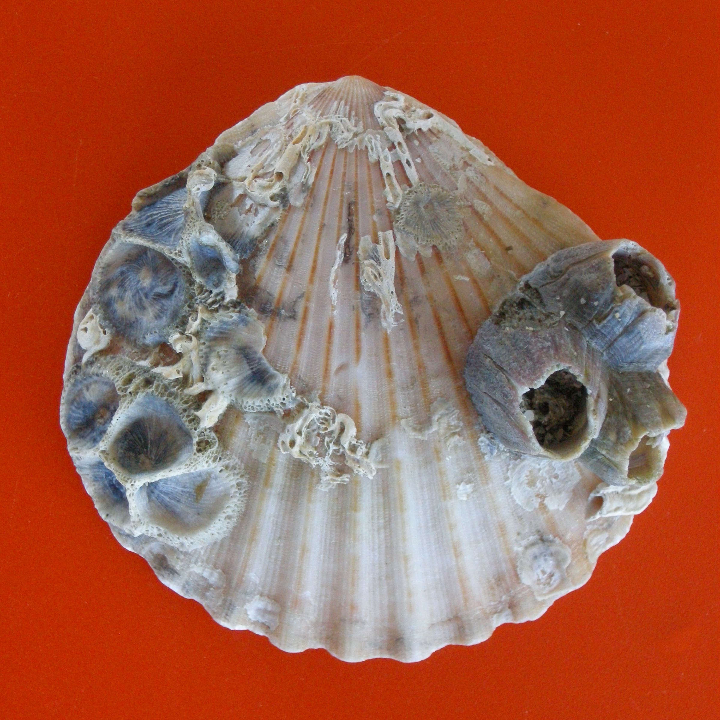 aequipecten_opercularis5md