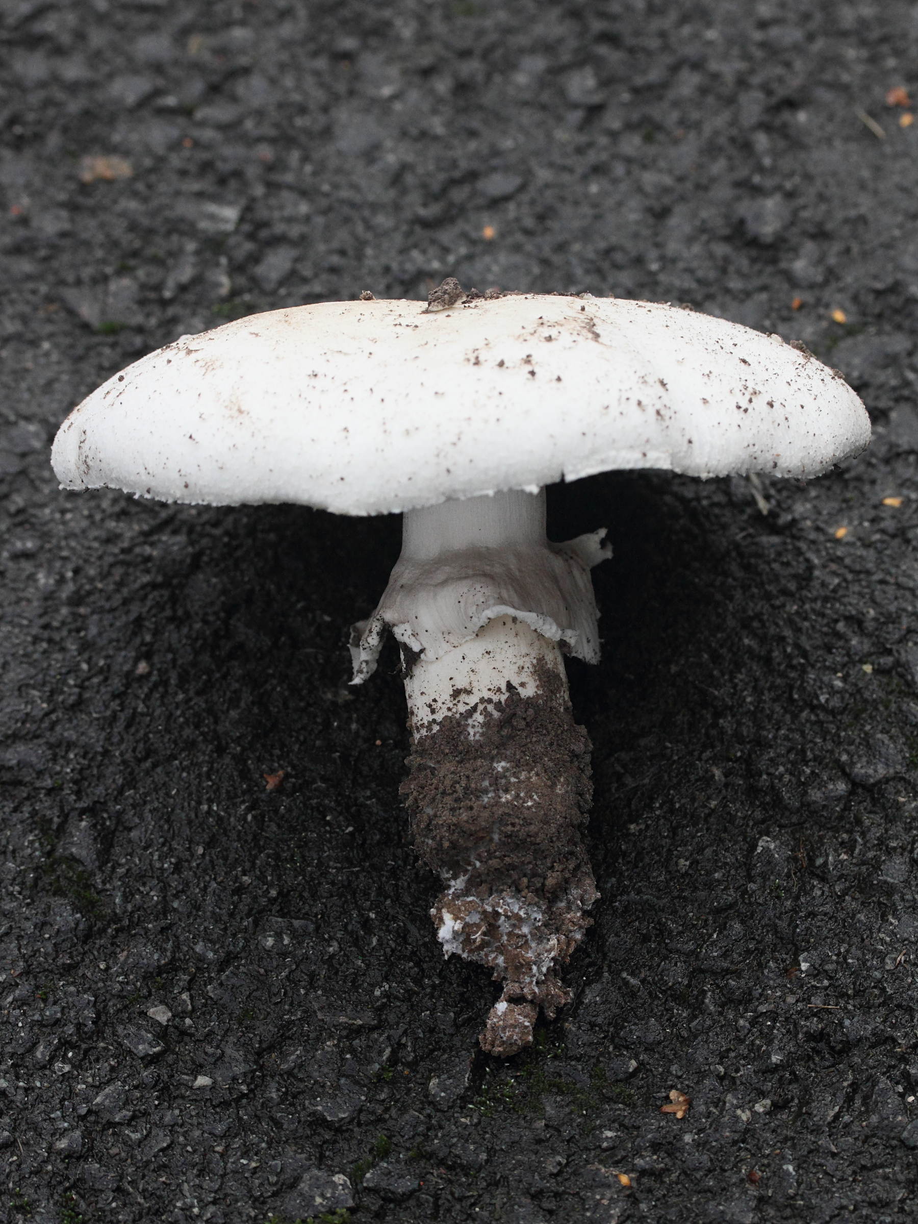 agaricus_silvicola4md