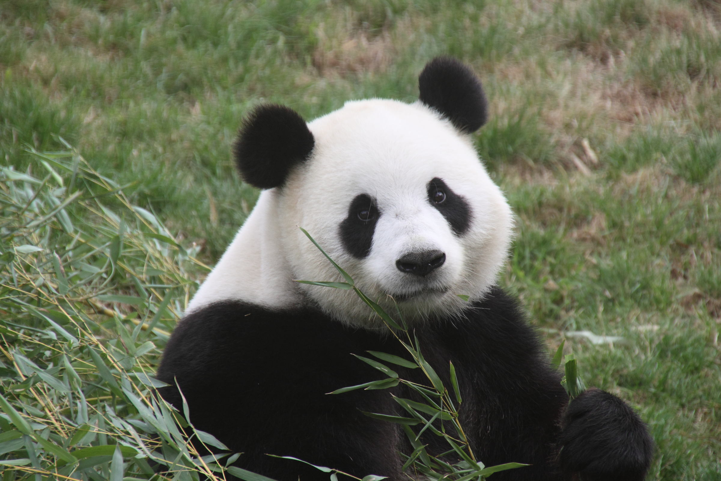 ailuropoda_melanoleuca5cd