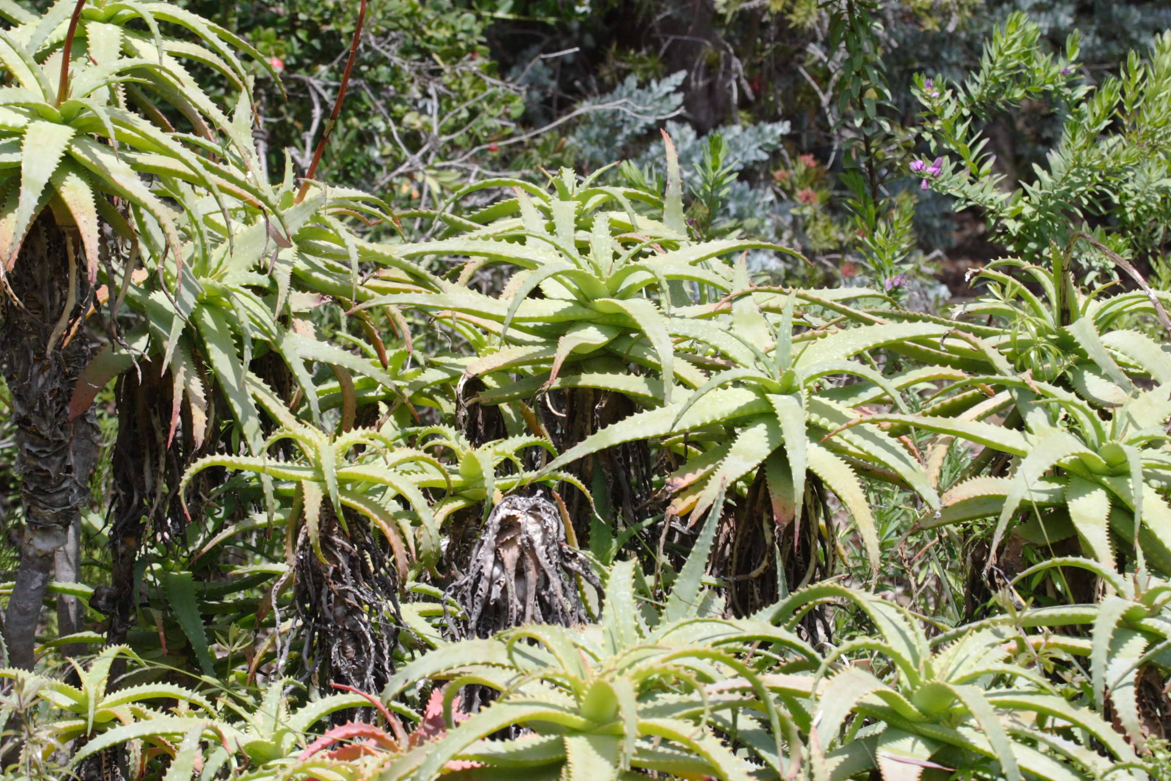 Afficher le média aloe_arborescens2bd aloe_arborescens2bd