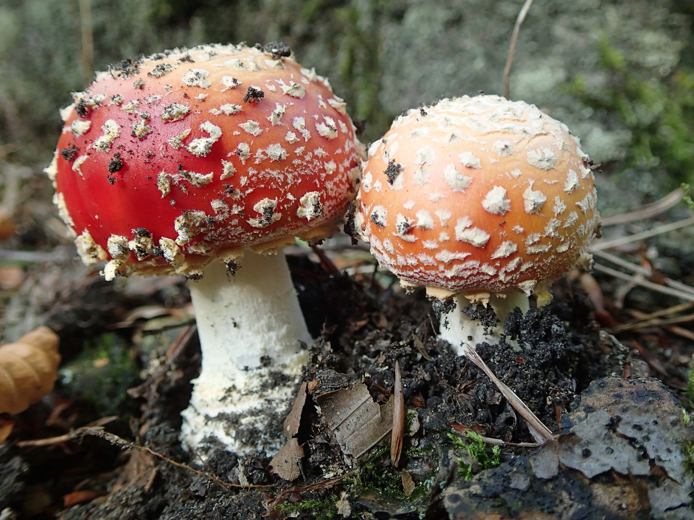 amanita_muscaria6md