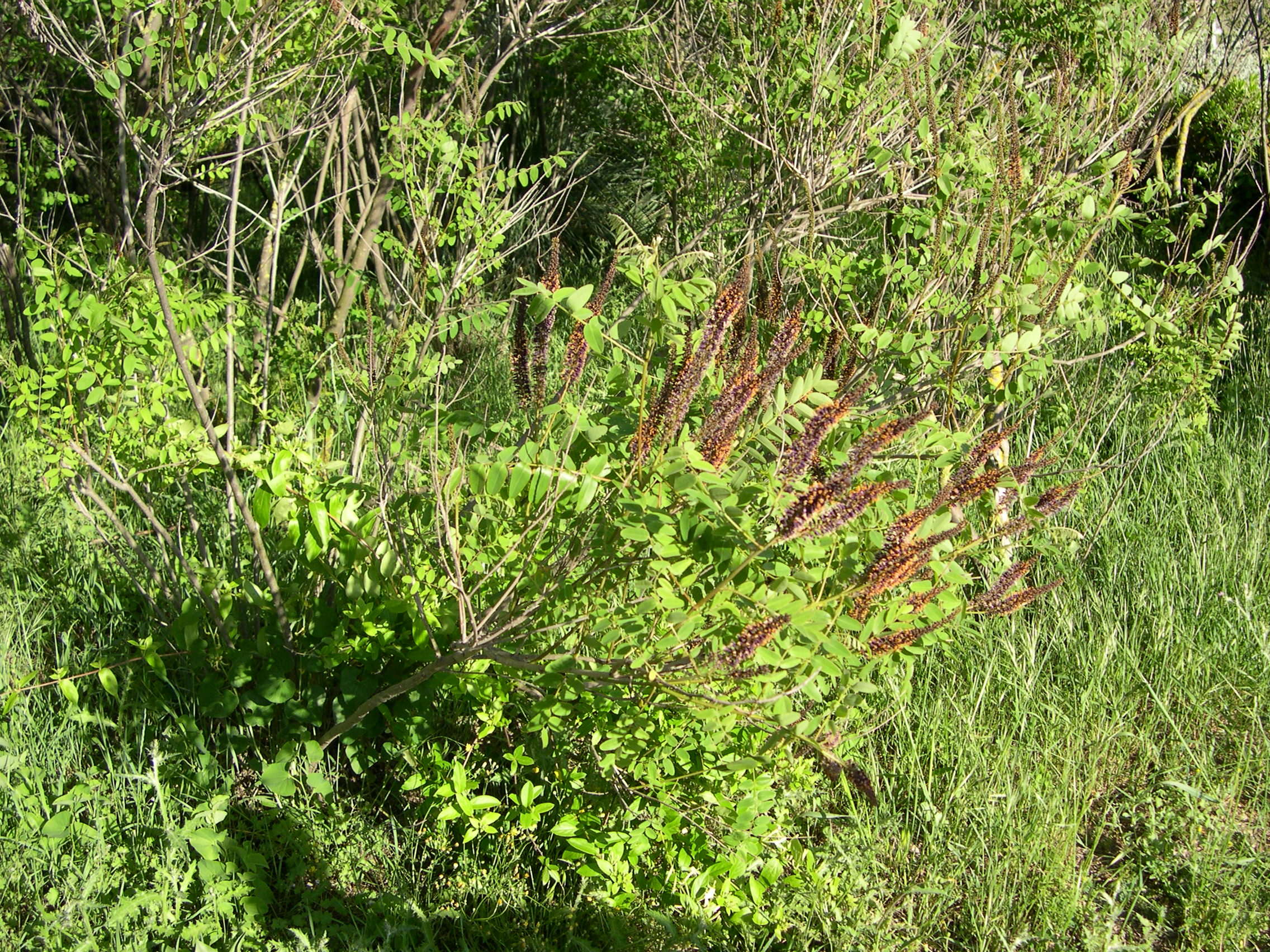 Afficher le média amorpha_fruticosa2amd amorpha_fruticosa2amd