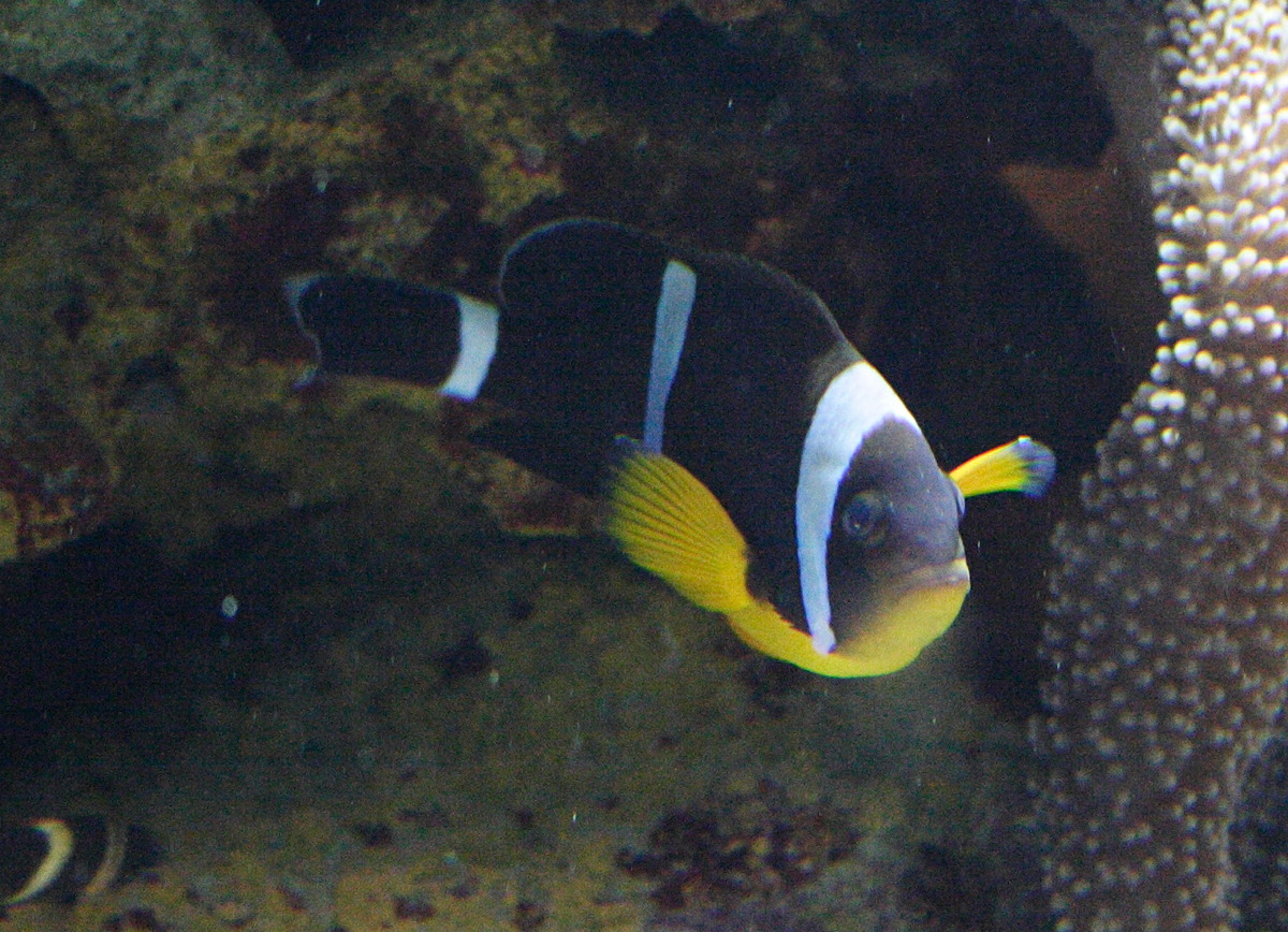 amphiprion_chrysogaster1md
