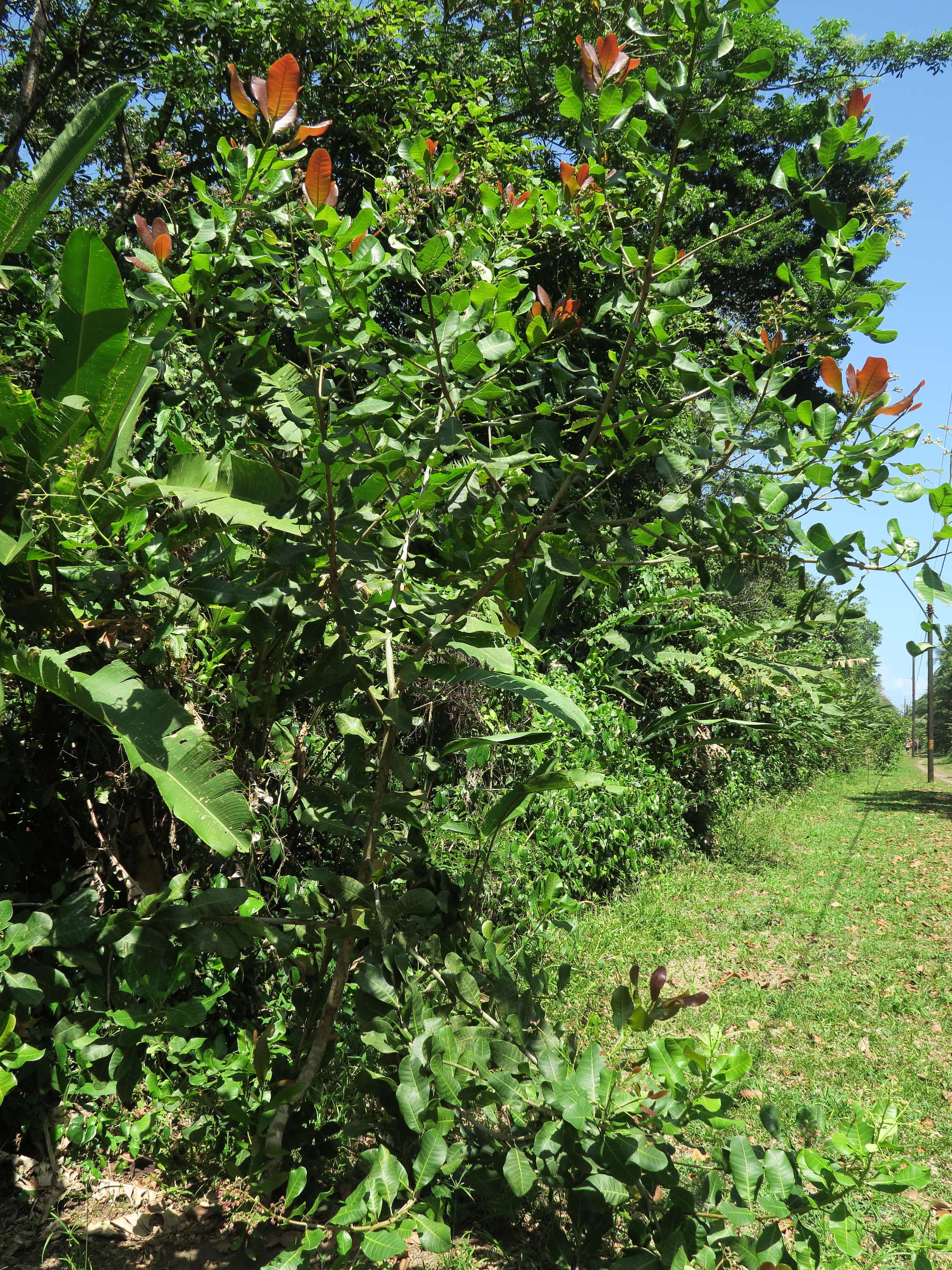 Afficher le média anacardium_occidentale11md anacardium_occidentale11md