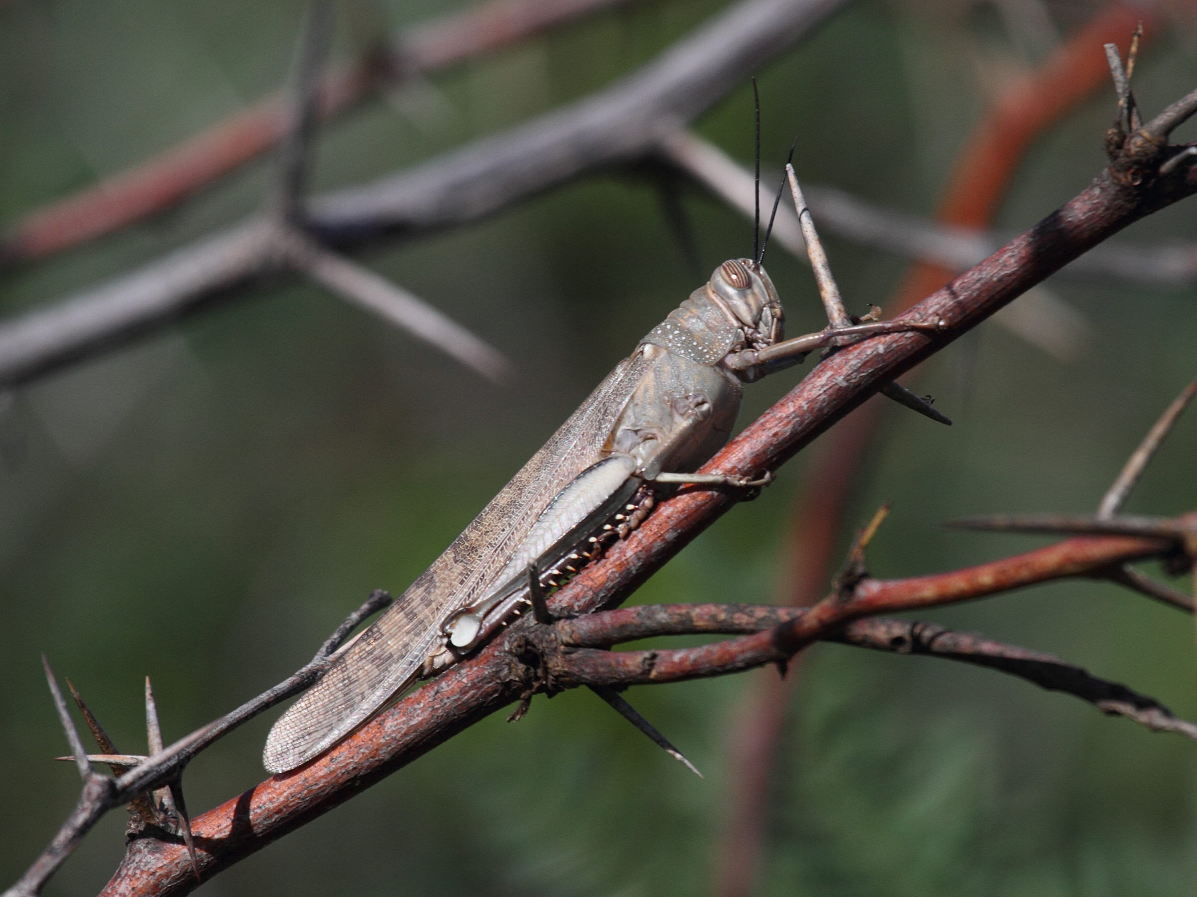 Afficher le média anacridium_melanorhodon_arabafrum1bd anacridium_melanorhodon_arabafrum1bd